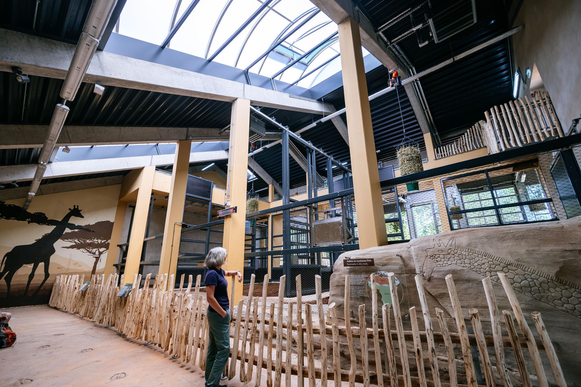 10.07.2026, Köln: Der Kölner Zoo eröffnet seine neue Giraffenanlage und stellt seine neuen Giraffen vor. Alles soll größer, moderner, abwechslungsreicher werden