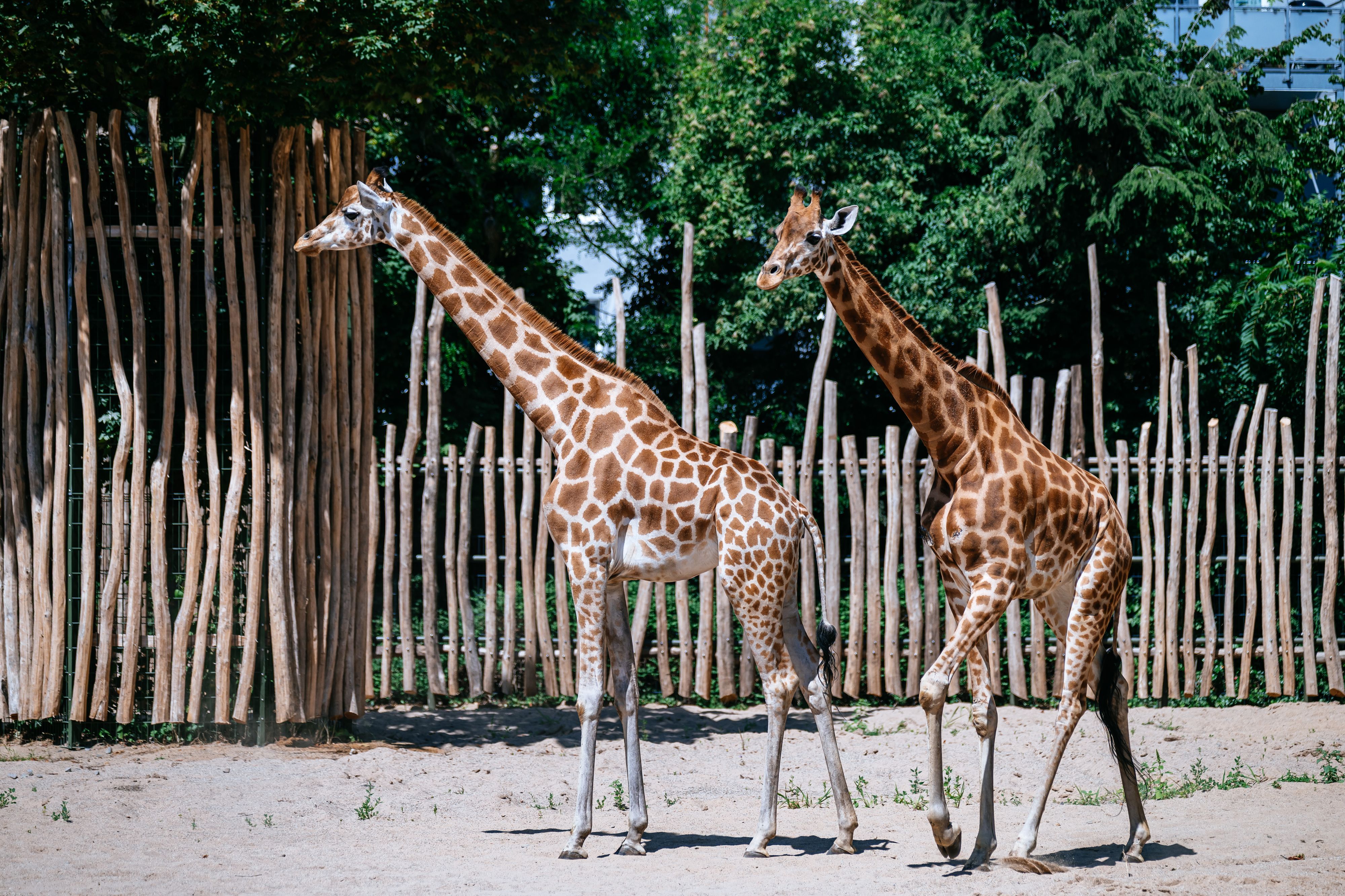 10.07.2026, Köln: Der Kölner Zoo eröffnet seine neue Giraffenanlage und stellt seine neuen Giraffen vor.  Alles soll größer, moderner, abwechslungsreicher werden