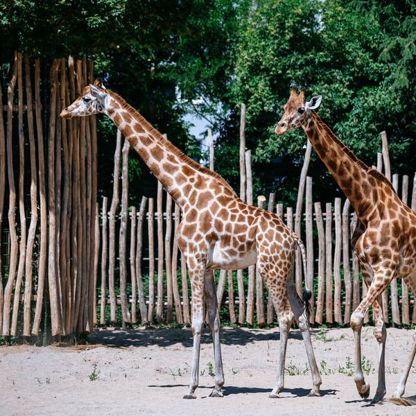 10.07.2026, Köln: Der Kölner Zoo eröffnet seine neue Giraffenanlage und stellt seine neuen Giraffen vor. Alles soll größer, moderner, abwechslungsreicher werden