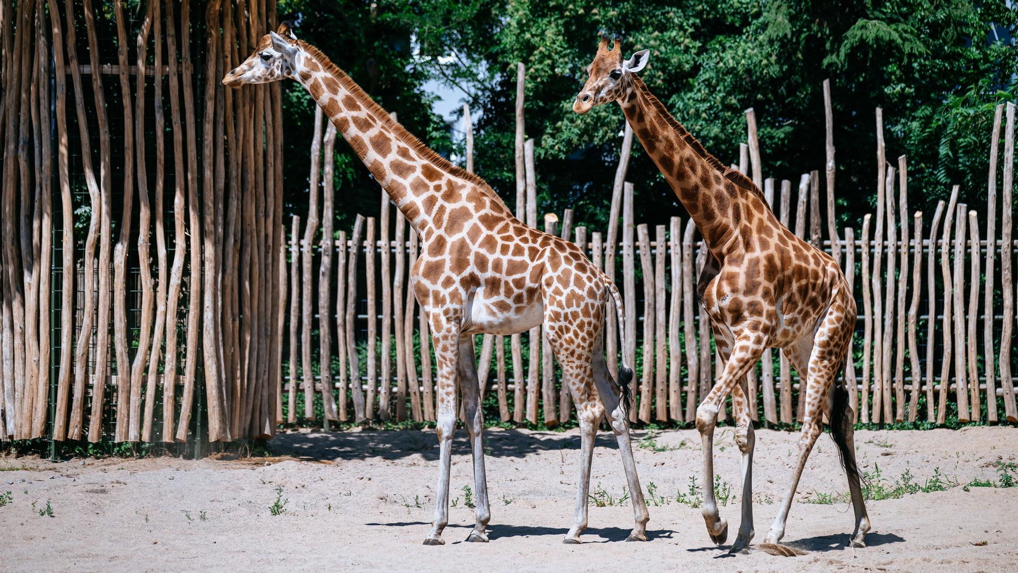 10.07.2026, Köln: Der Kölner Zoo eröffnet seine neue Giraffenanlage und stellt seine neuen Giraffen vor. Alles soll größer, moderner, abwechslungsreicher werden