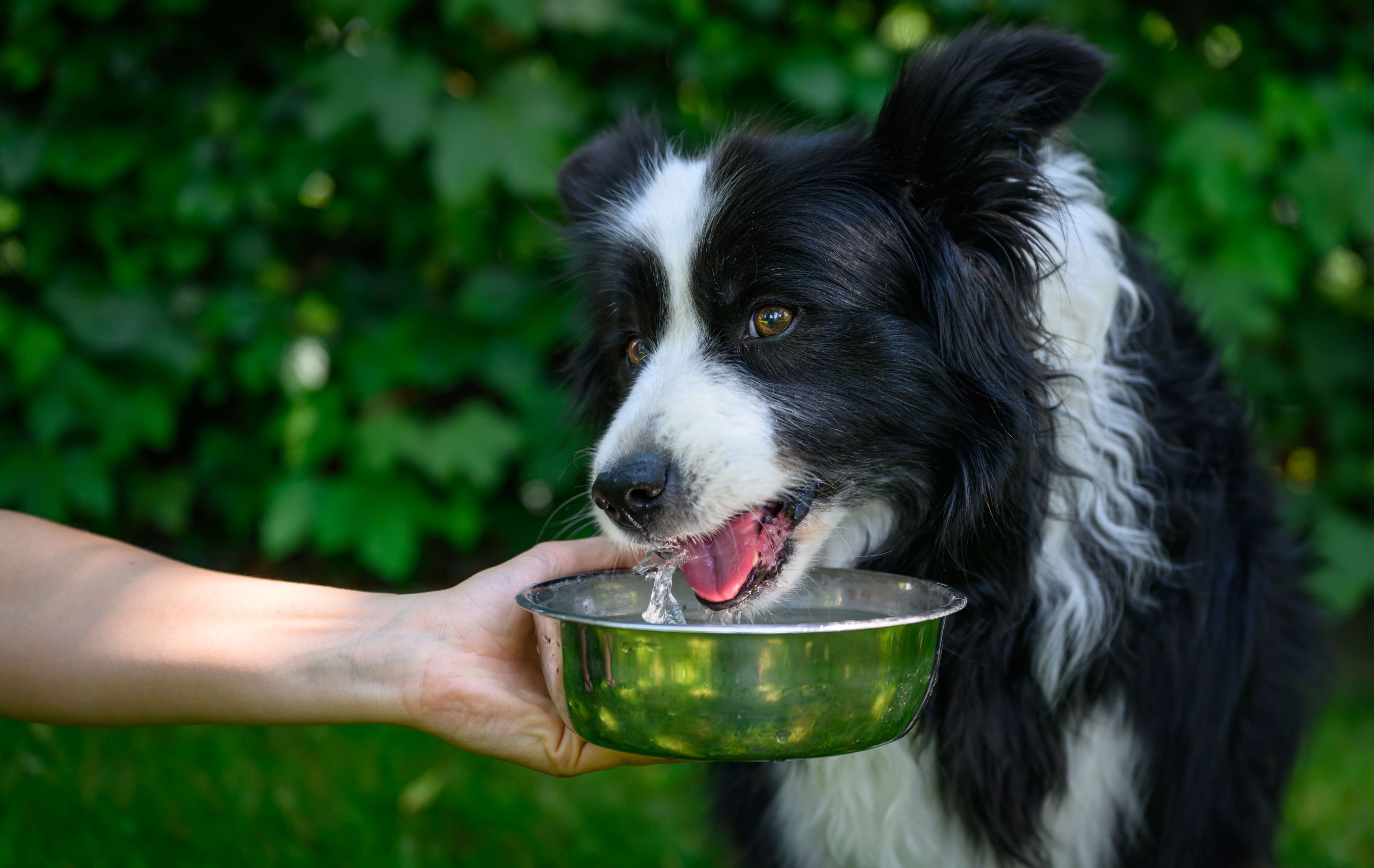 Die Bordercolliehündin Tilda bekommt eine Schale mit frischem Wasser zum Trinken (Symbolfoto).