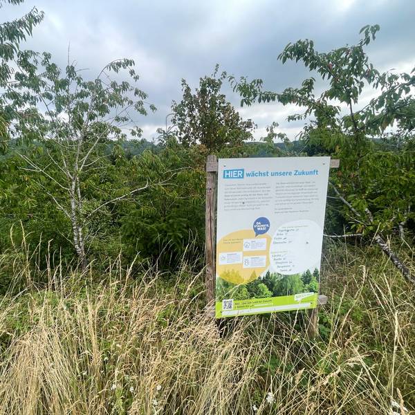Ein Schild vor einem Hang mit jungen Bäumen weist auf den Waldumbau hin.