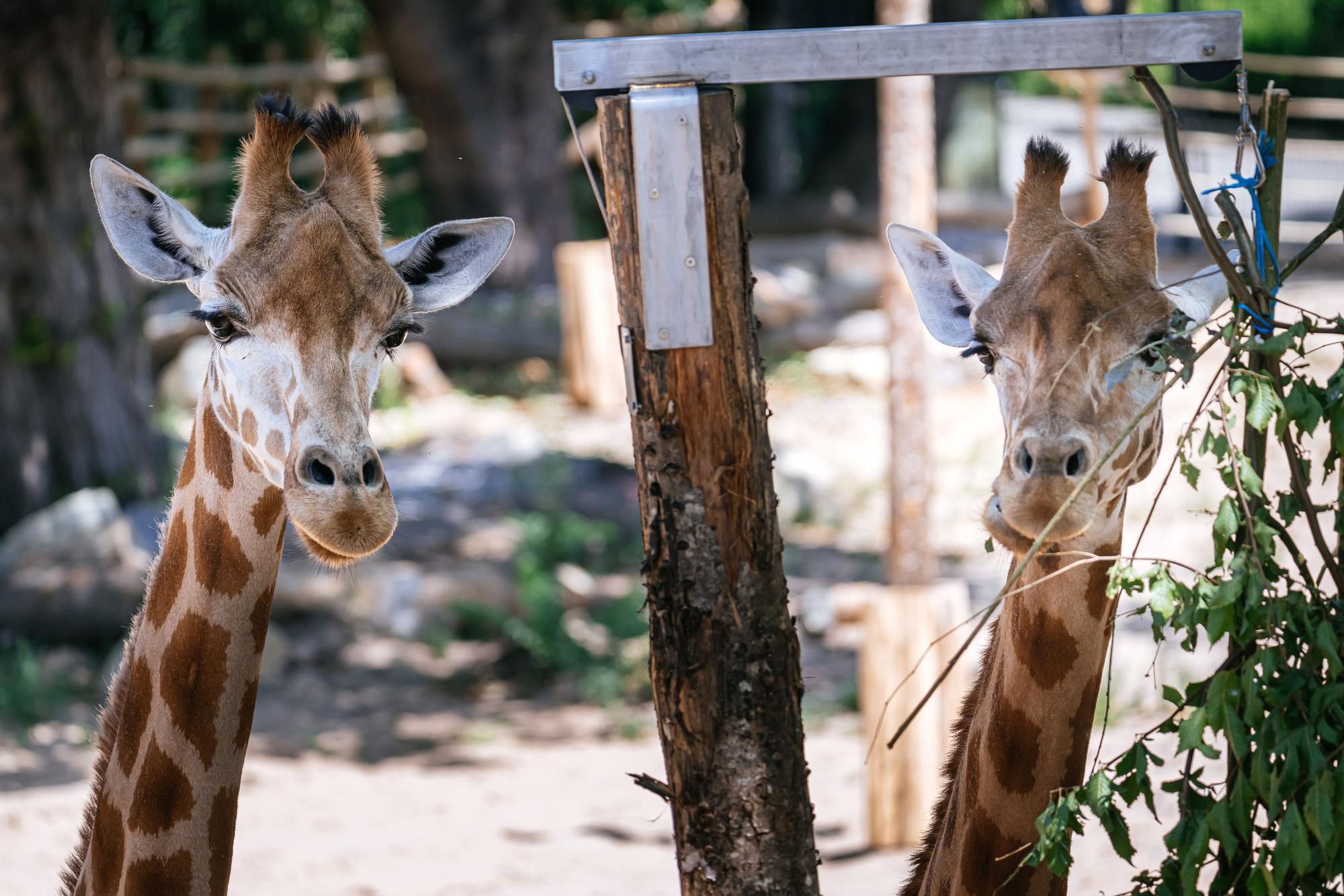 10.07.2026, Köln: Der Kölner Zoo eröffnet seine neue Giraffenanlage und stellt seine neuen Giraffen vor. Alles soll größer, moderner, abwechslungsreicher werden