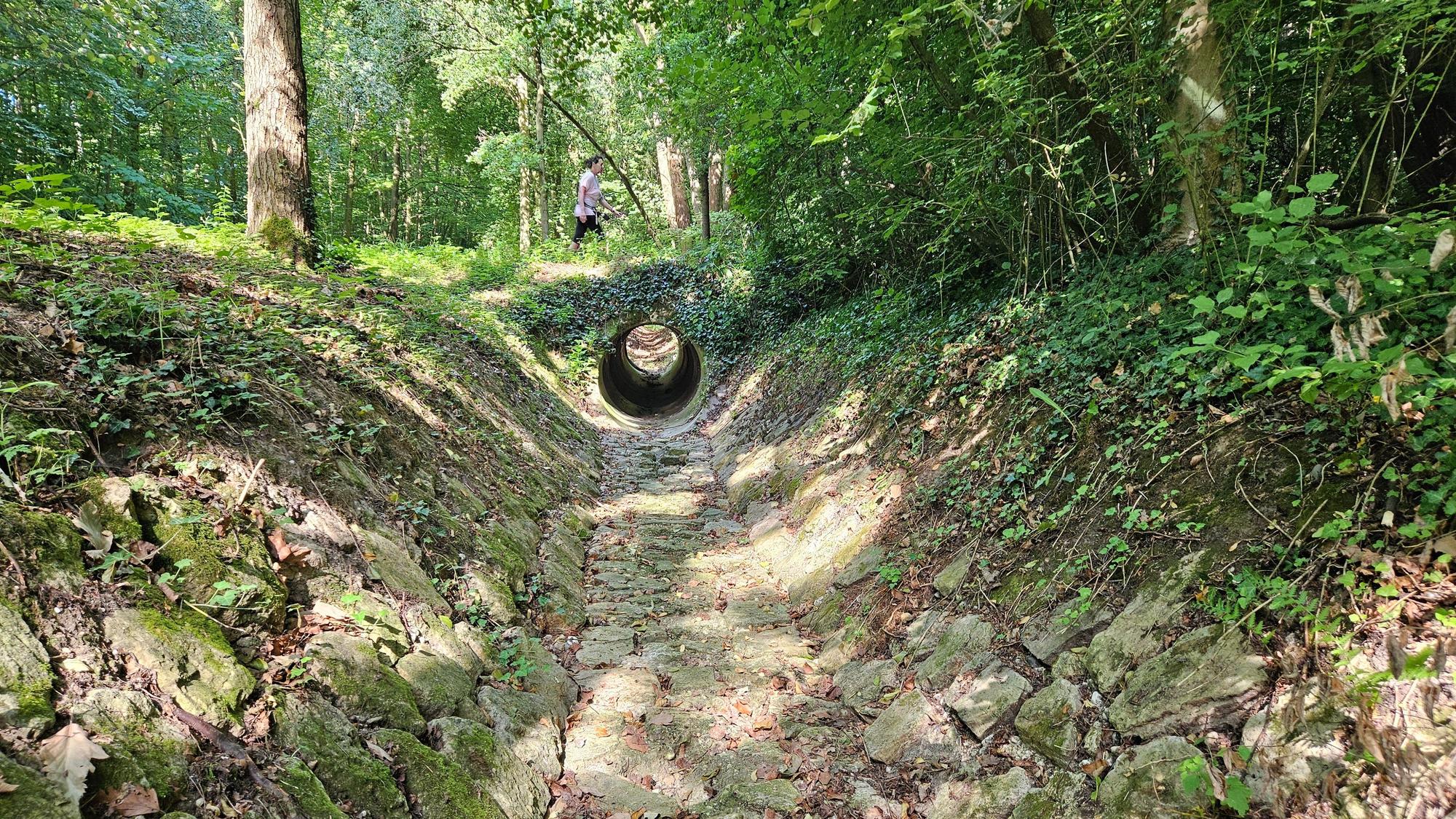 Zu sehen ist der Hohenholzer Graben, eine befestigte Furche durch einen Wald.