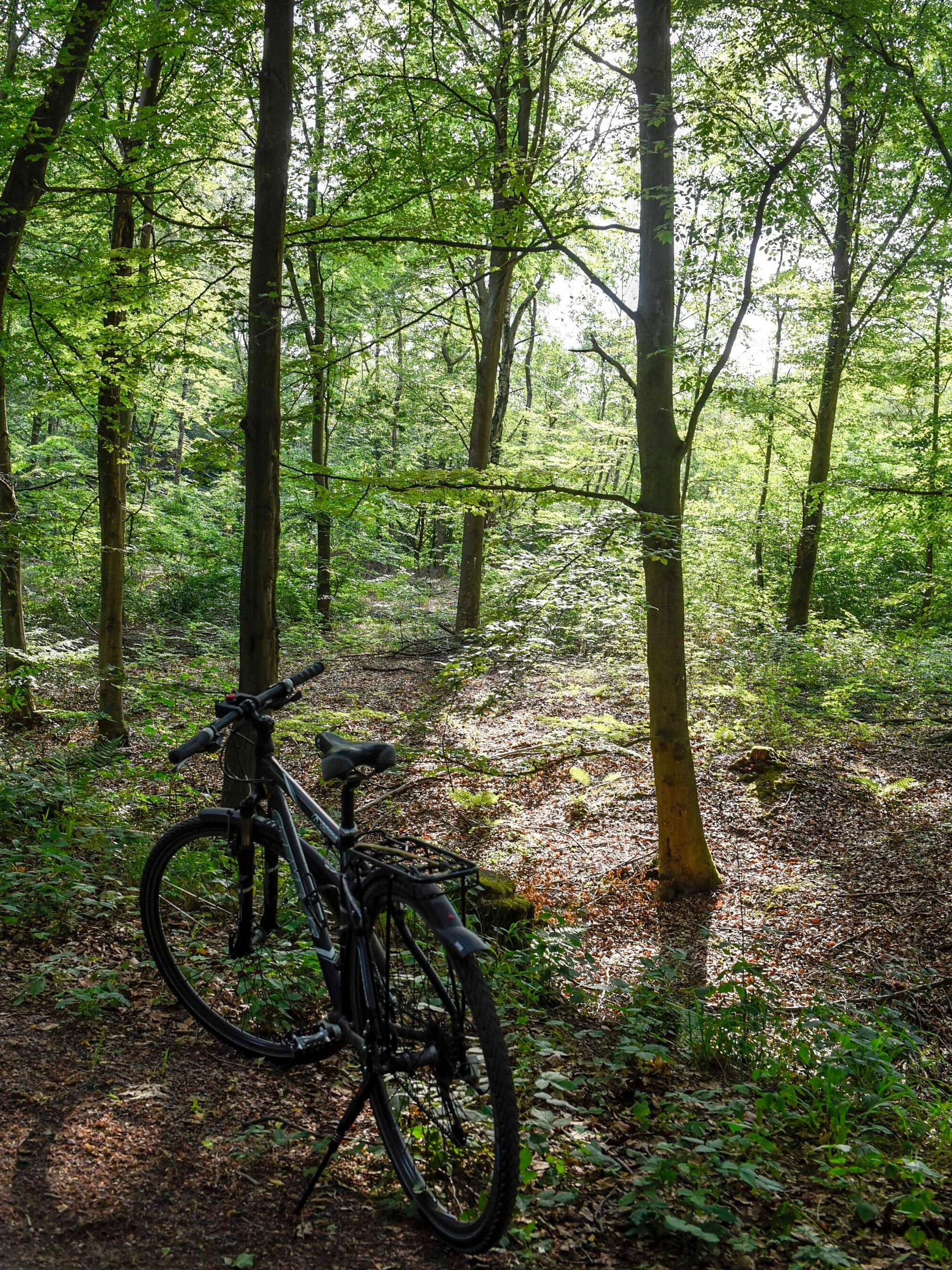 Das Bild zeigt einen Wald mit einem Fahrrad.