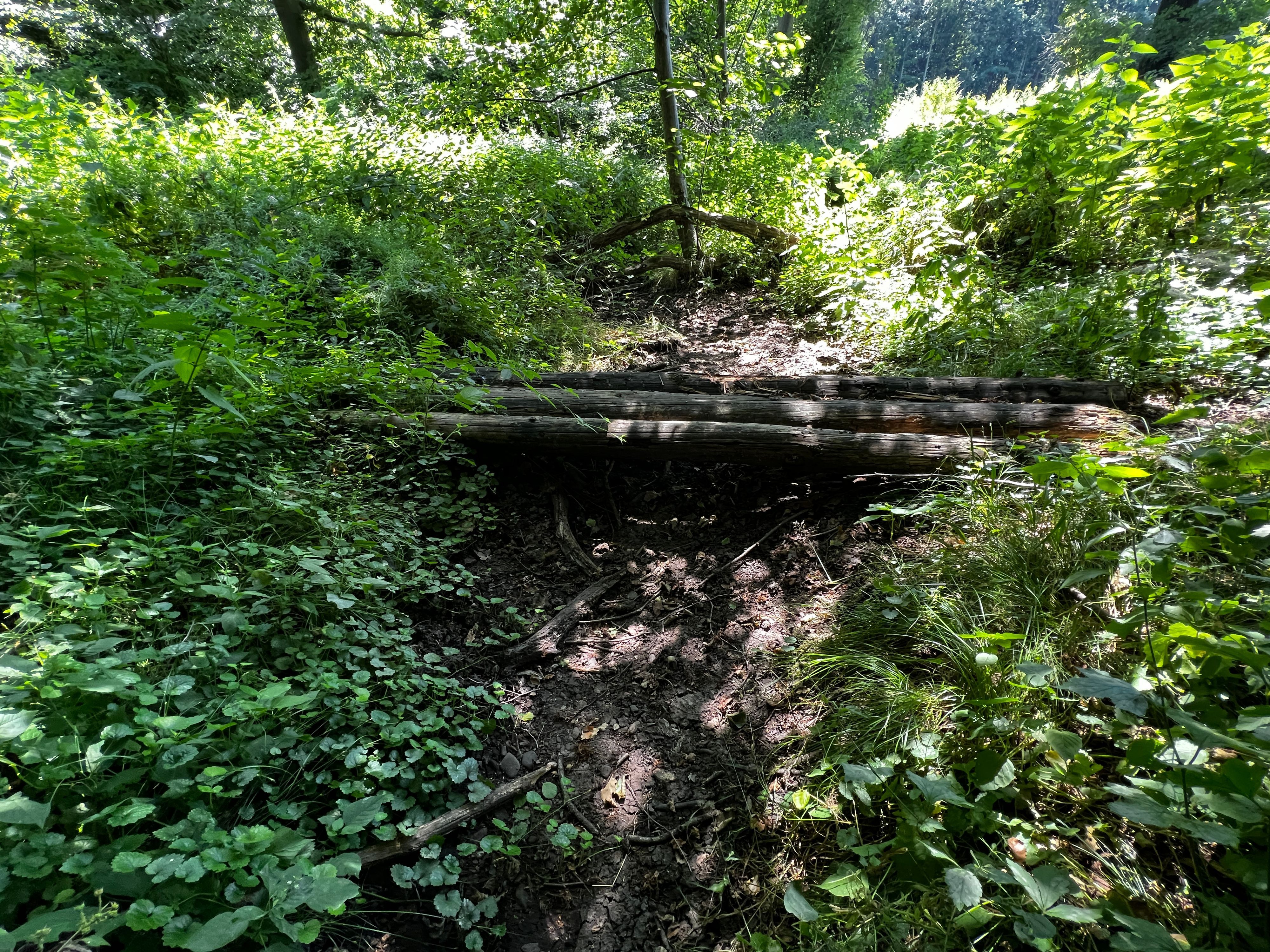 Der Bürgerbusch: Wegen der Dürre ist dieser Bach trocken. Bild: Ralf Krieger