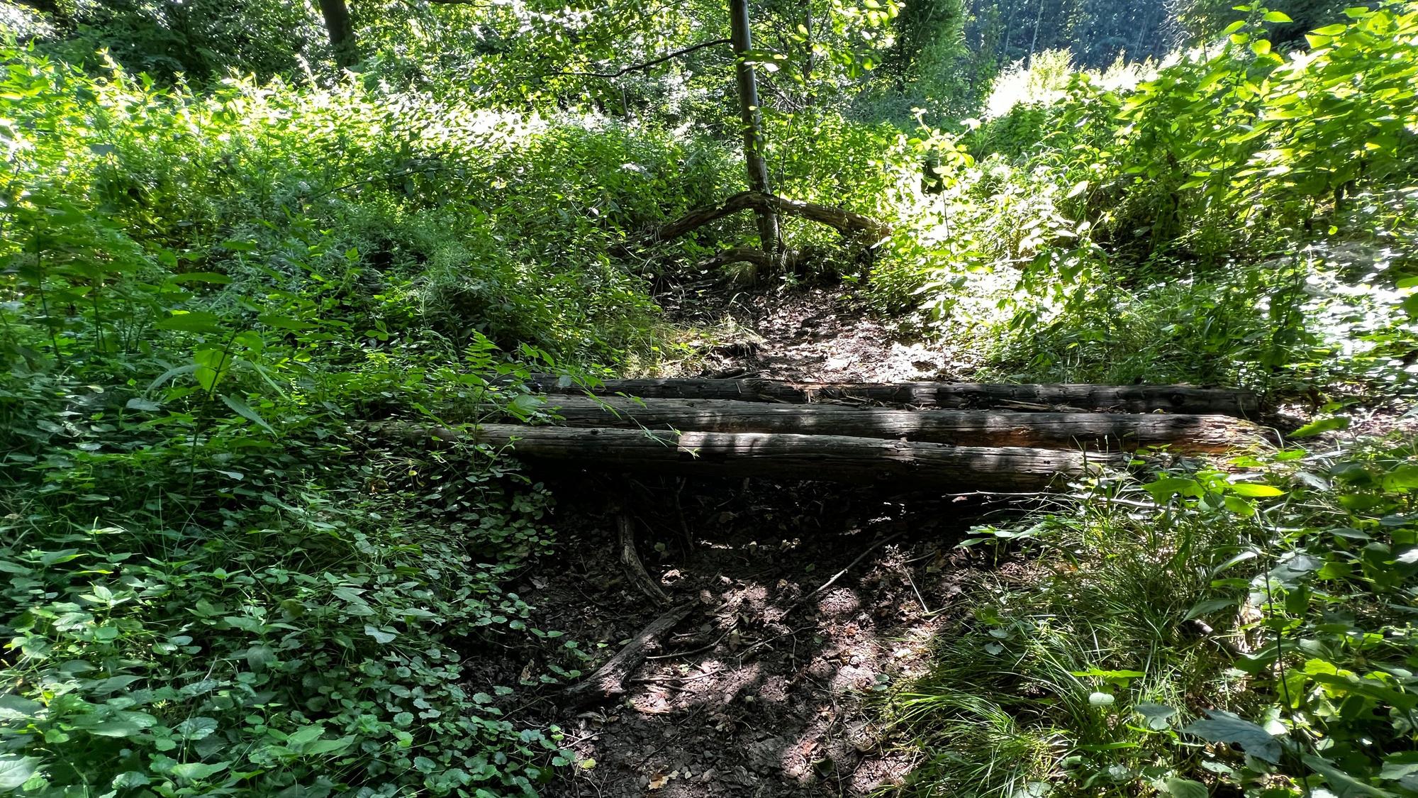 Der Bürgerbusch: Wegen der Dürre ist dieser Bach trocken. Bild: Ralf Krieger
