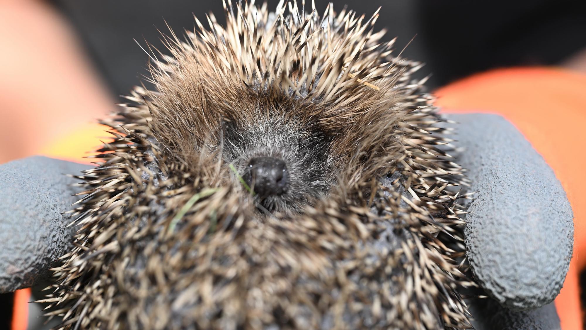 Ein kleiner Igel schaut in die Kamera.