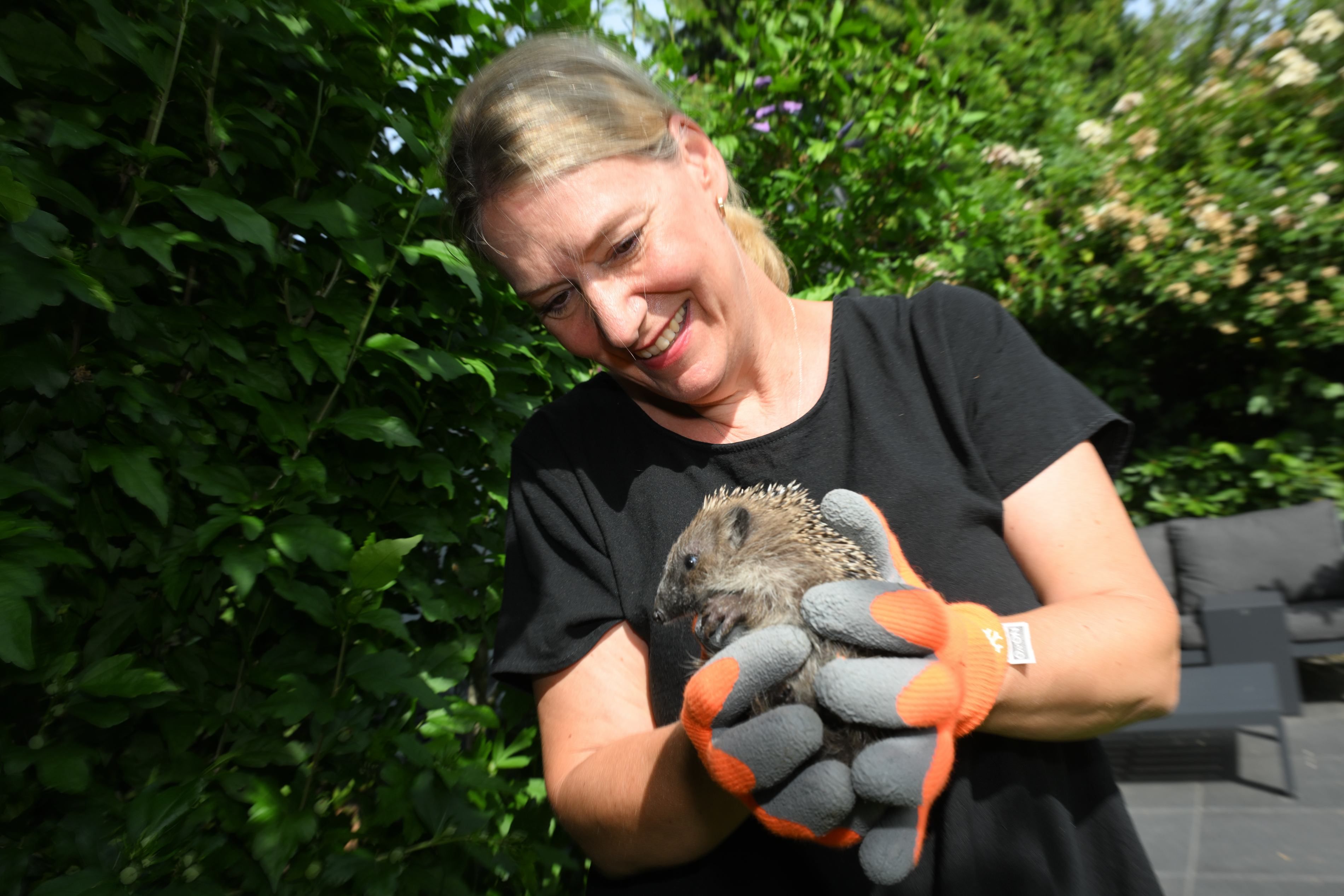 Eine Frau steht im Garten und hält einen kleinen Igel in den Händen. Sie trägt dicke Handschuhe.