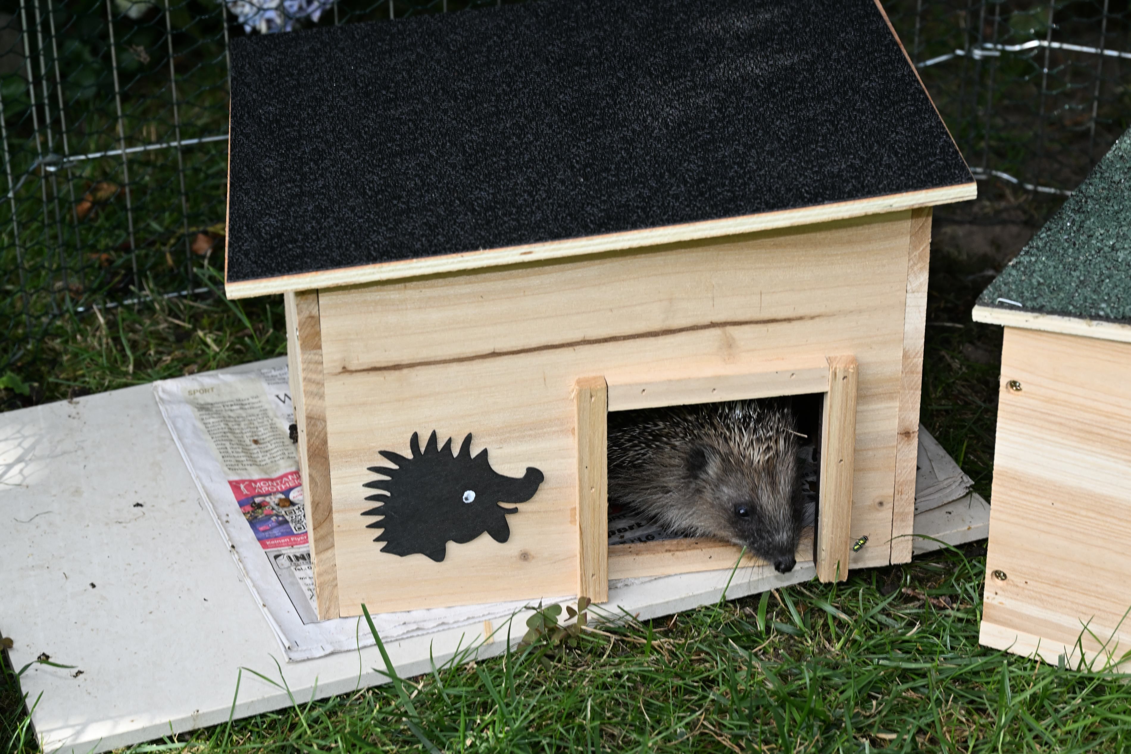 Ein Igel schaut aus der Tür eines hölzernen Igelhauses.