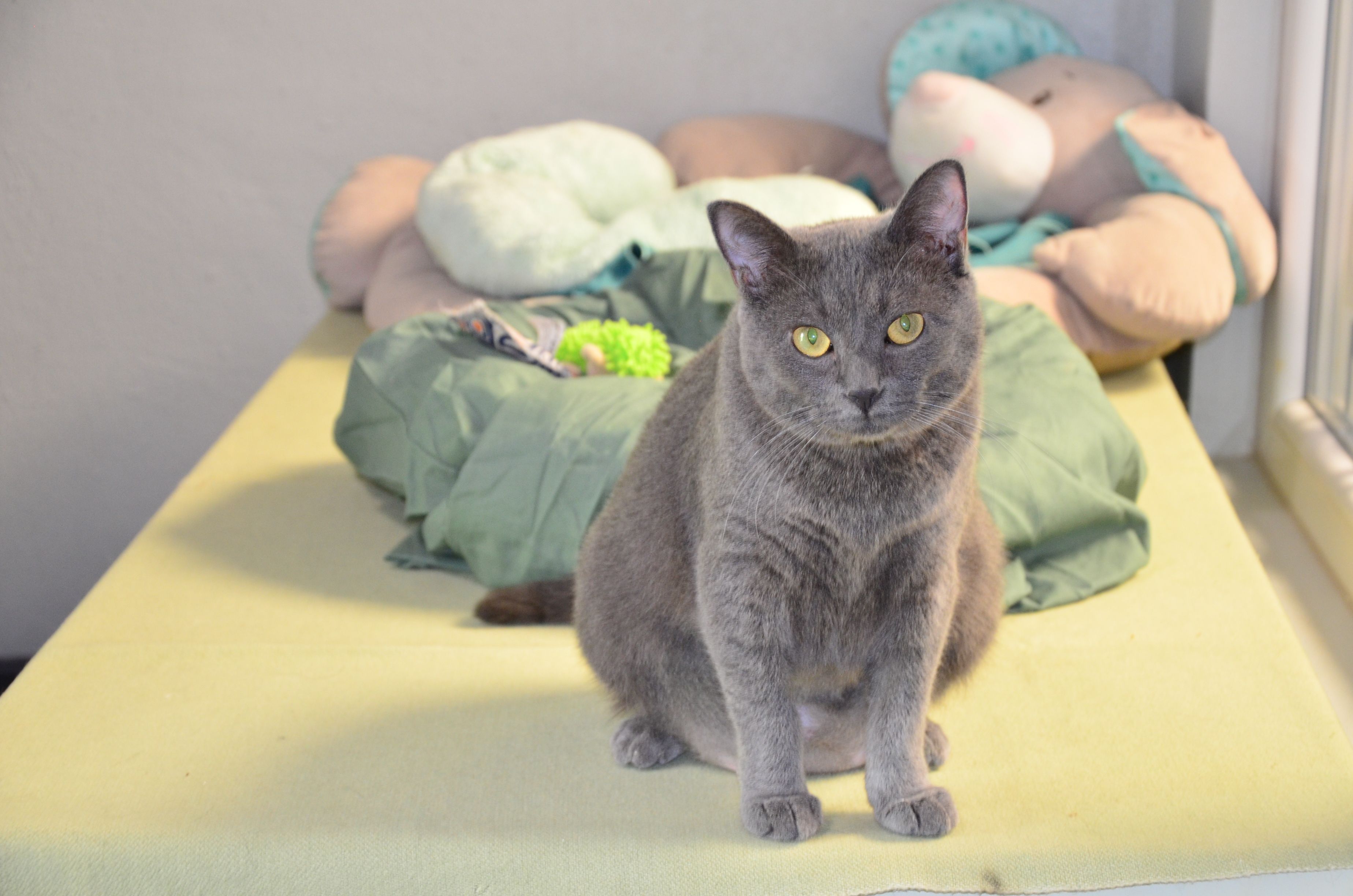Vermittlung-Katze-Hope-trauert-im-Tierheim-Bergheim-nach-dem-Verlust-ihrer-Jungen