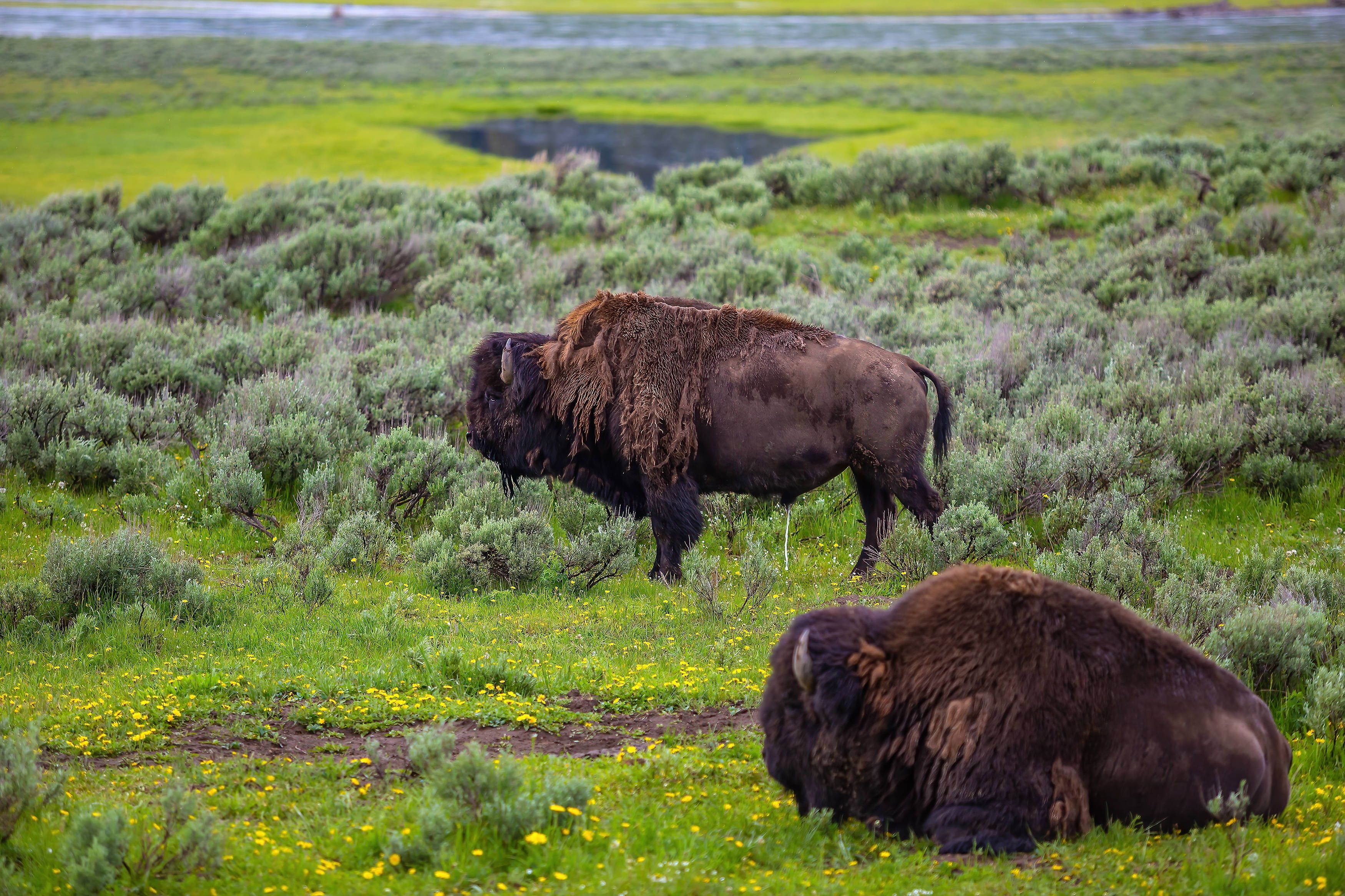 Video-zeigt-Attacke-Bison-schleudert-Mann-mehrere-Meter-durch-die-Luft