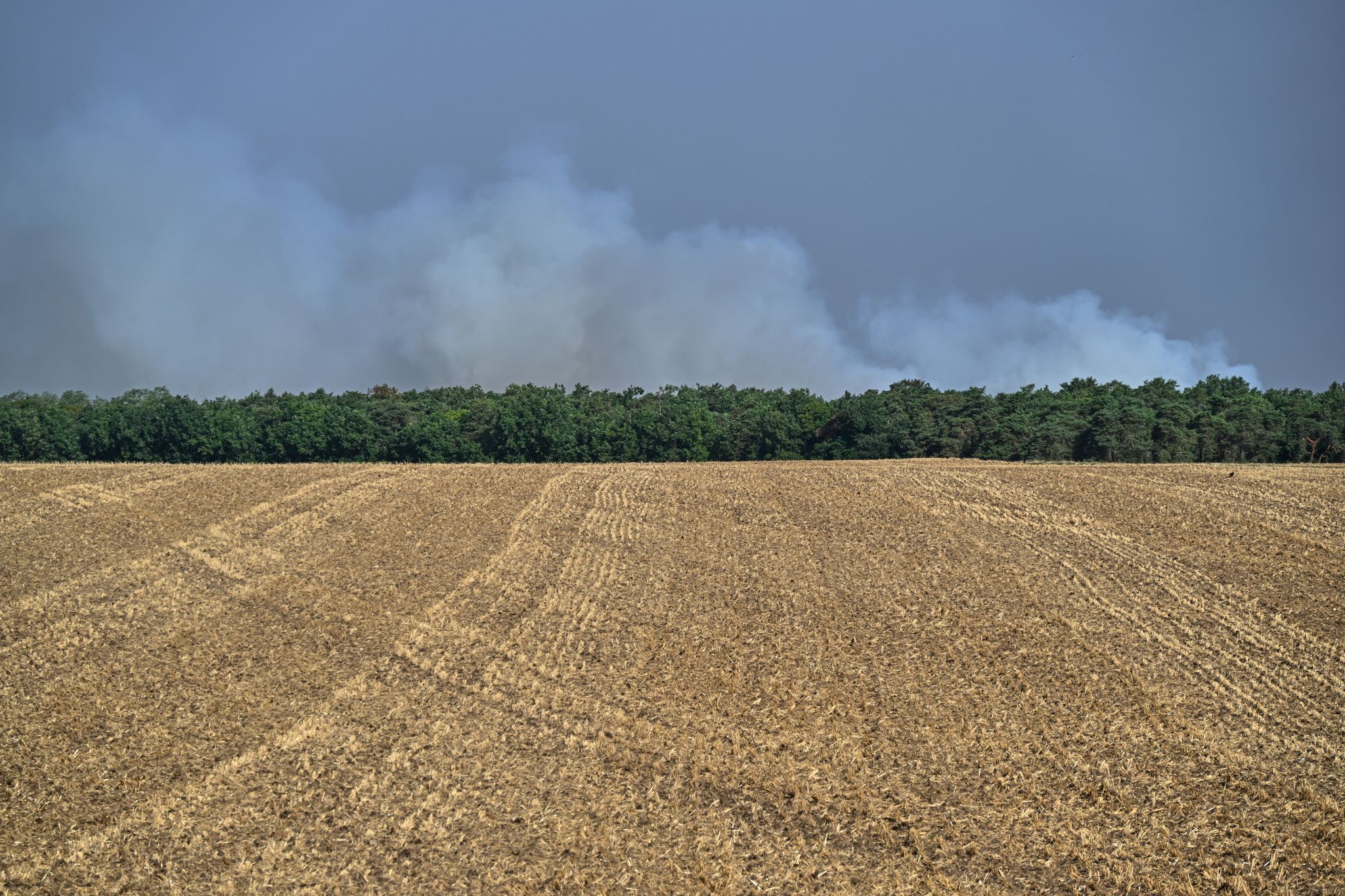 Möglicherweise ist der Brand im Wald von Fontainebleau absichtlich gelegt worden.