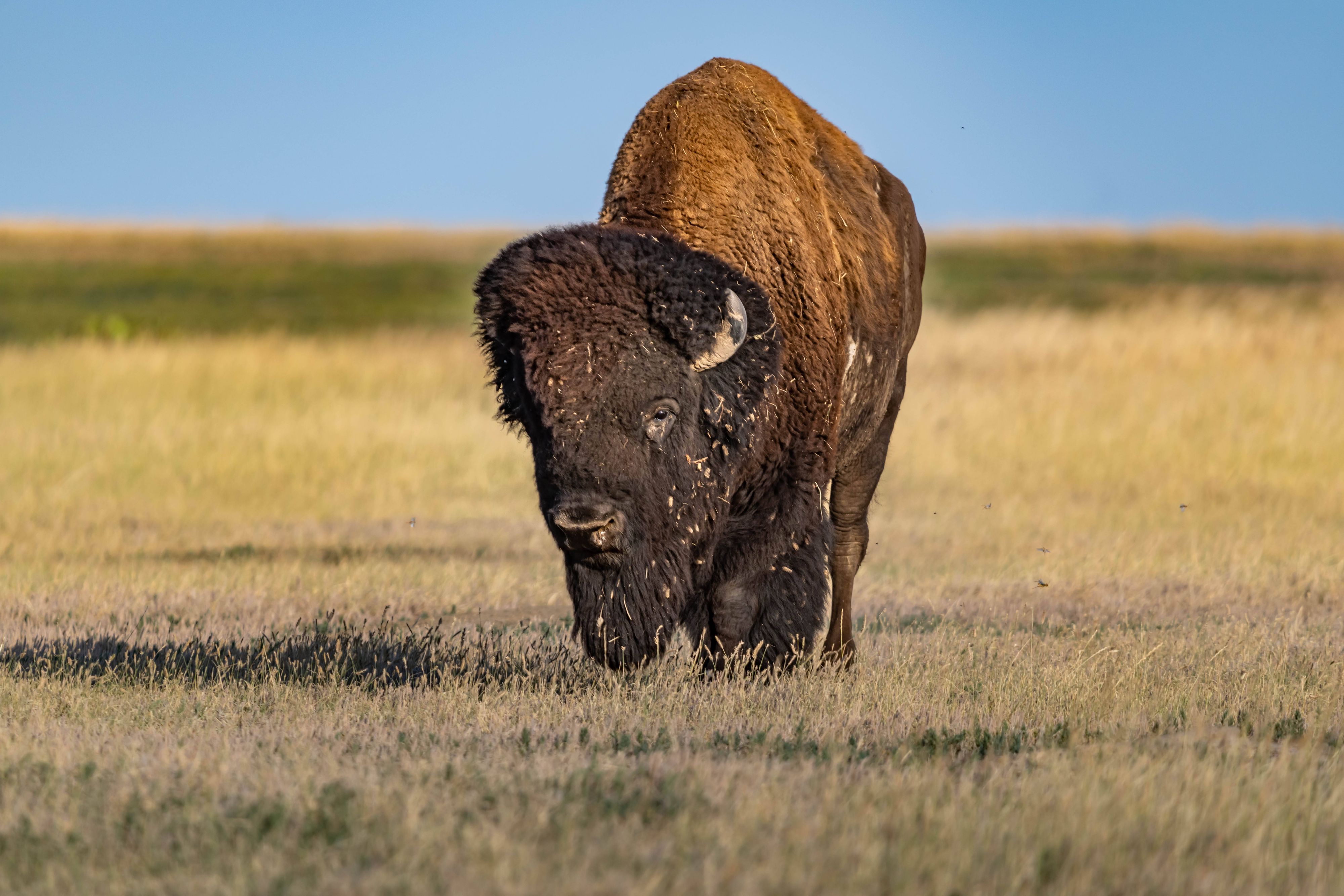 Video-zeigt-Attacke-Bison-schleudert-Mann-mehrere-Meter-durch-die-Luft