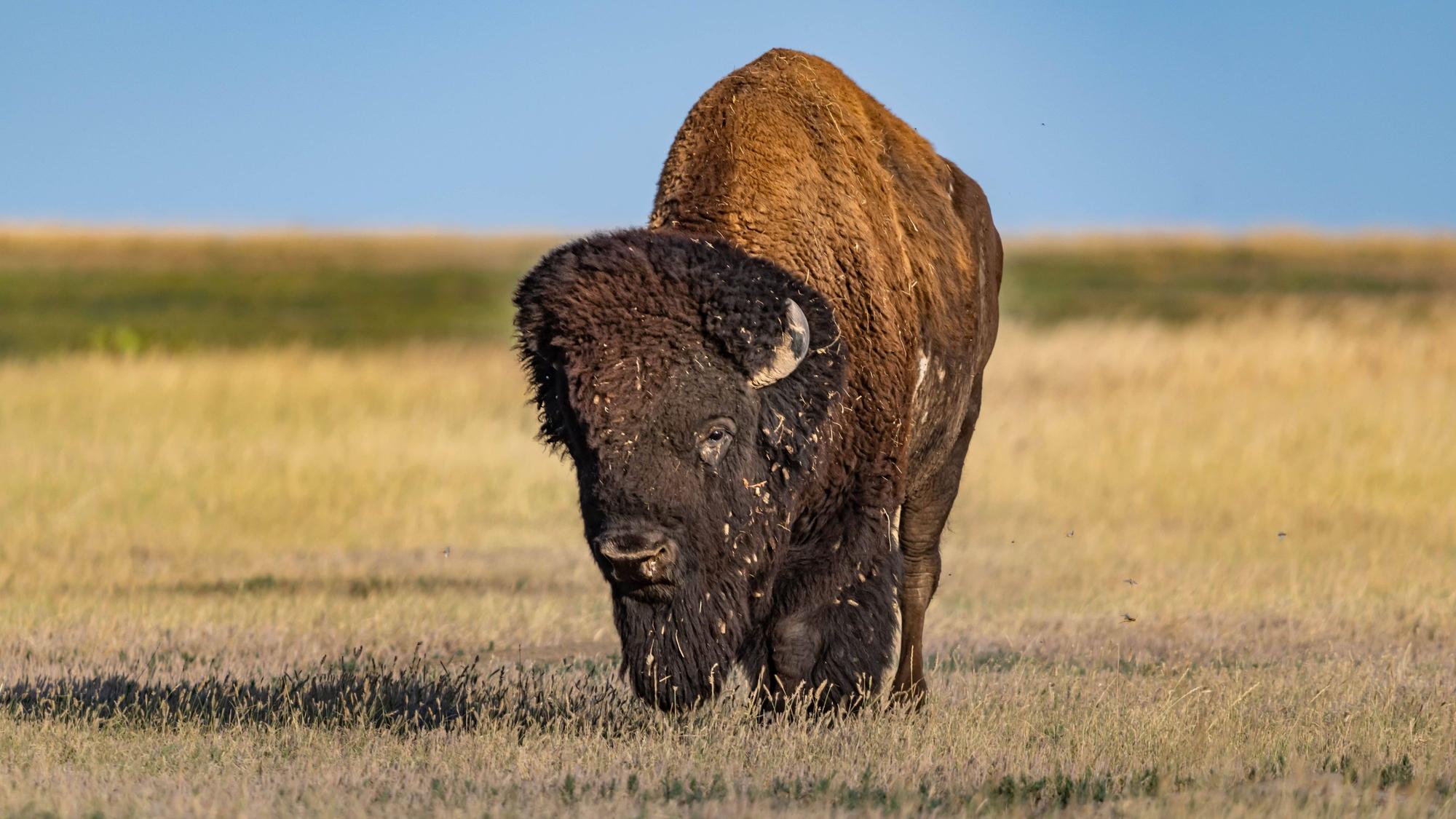 Ein Bison in freier Wildbahn.
