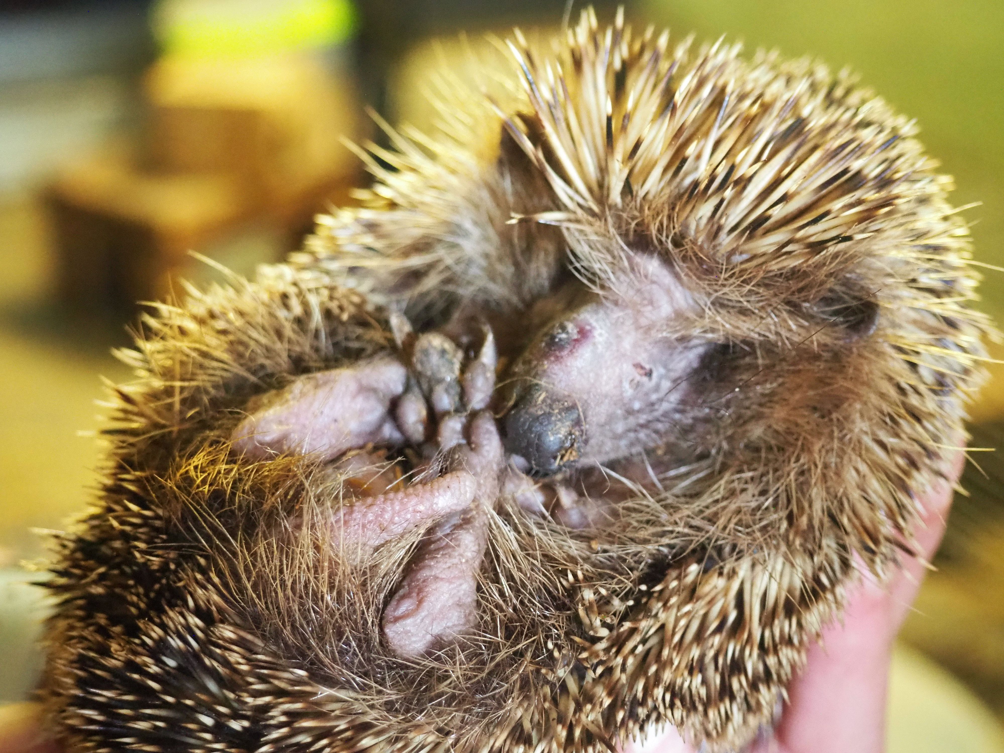 Ein Igel hat sich zusammengerollt. Sein Gesicht ist von Narben durchzogen.