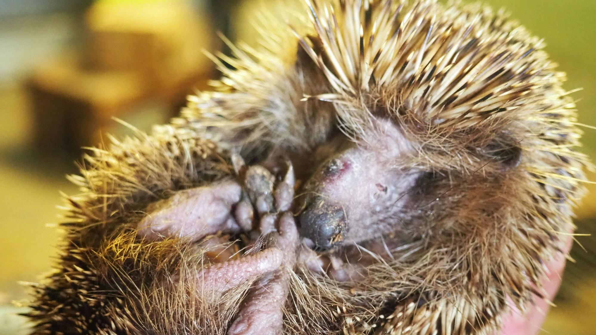 Ein Igel hat sich zusammengerollt. Sein Gesicht ist von Narben durchzogen.