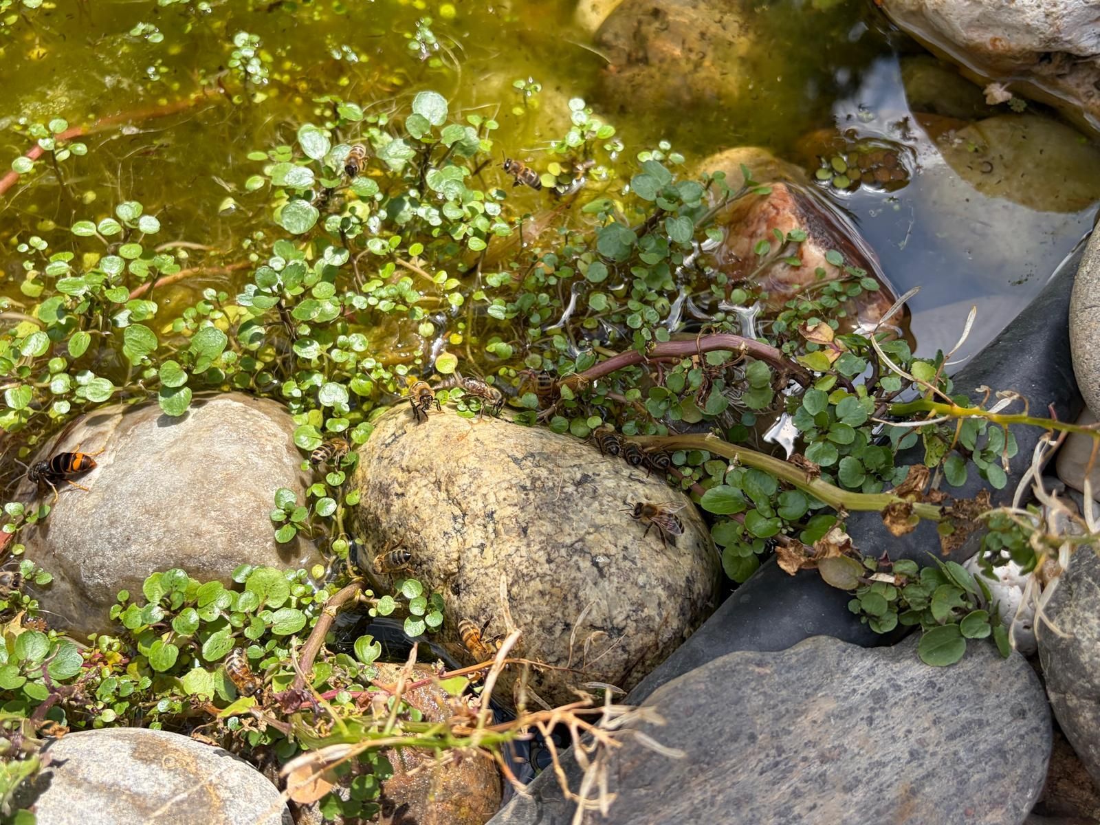Fische leben nicht im Teich, da sie die anderen Bewohner fressen würden.