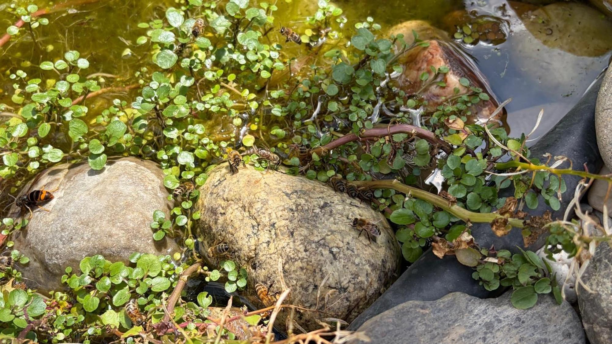 Fische leben nicht im Teich, da sie die anderen Bewohner fressen würden.