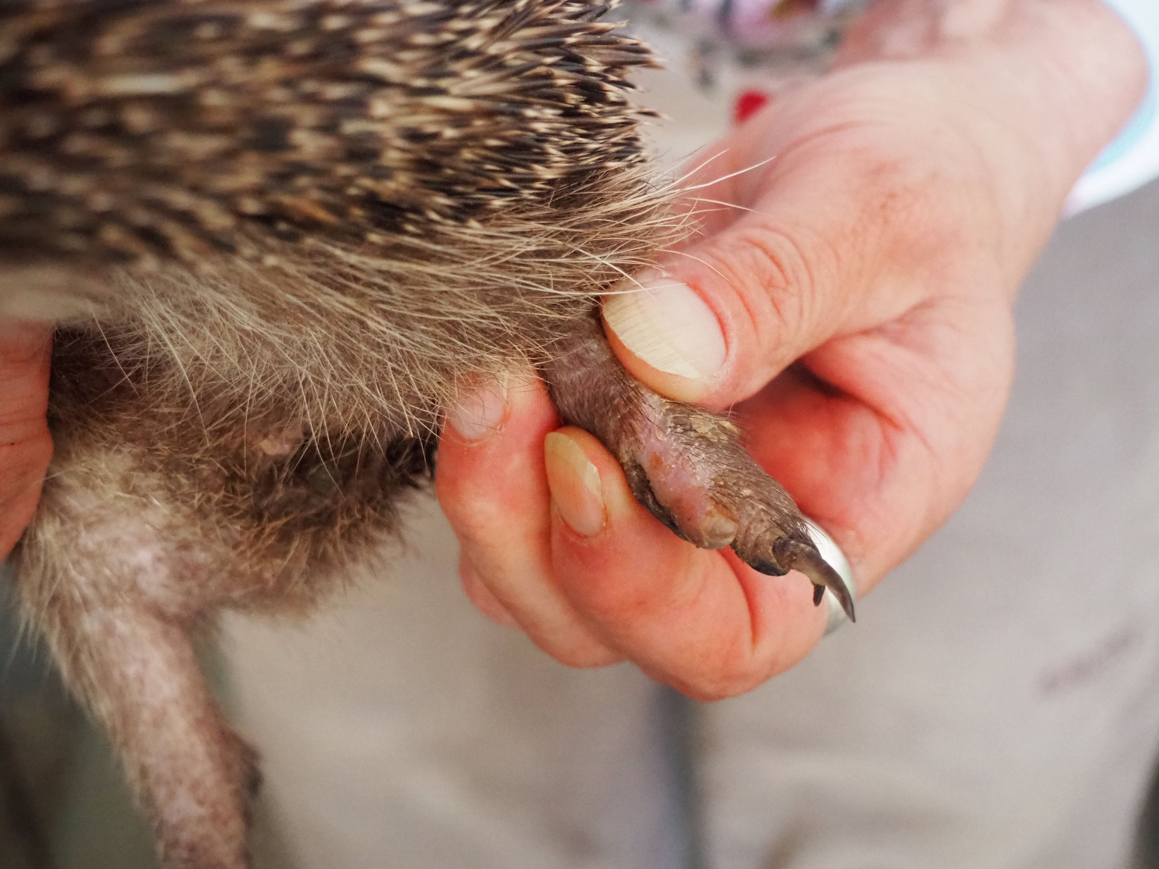 Eine Hand hält die Pfote eines Igels, die eine verheilte Verletzung aufweist.