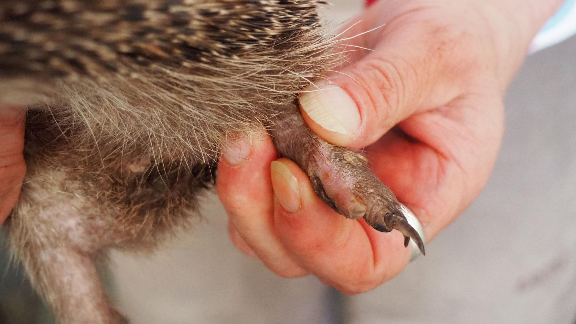 Eine Hand hält die Pfote eines Igels, die eine verheilte Verletzung aufweist.