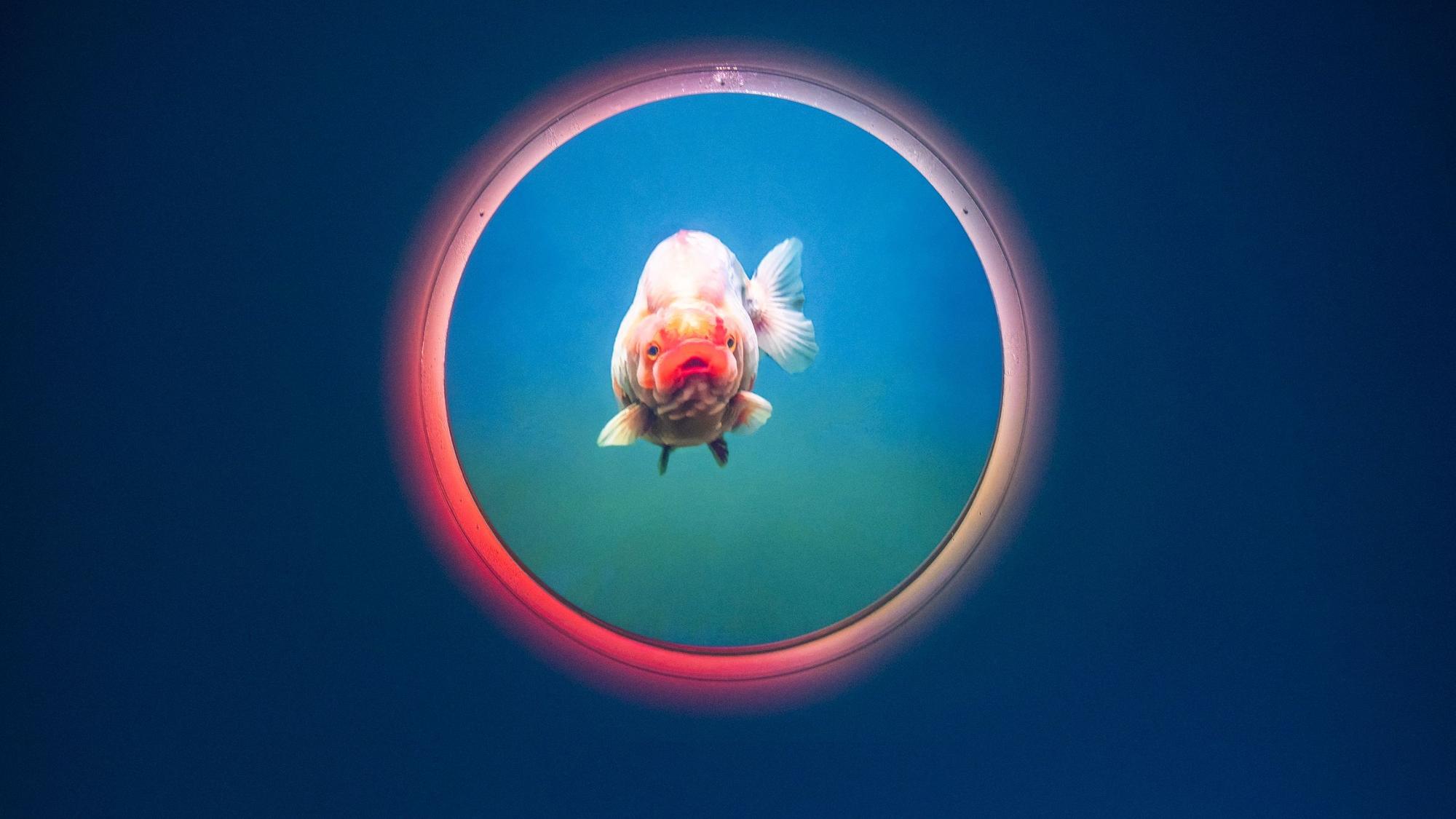 Ein Goldfisch in rundem Fischtank