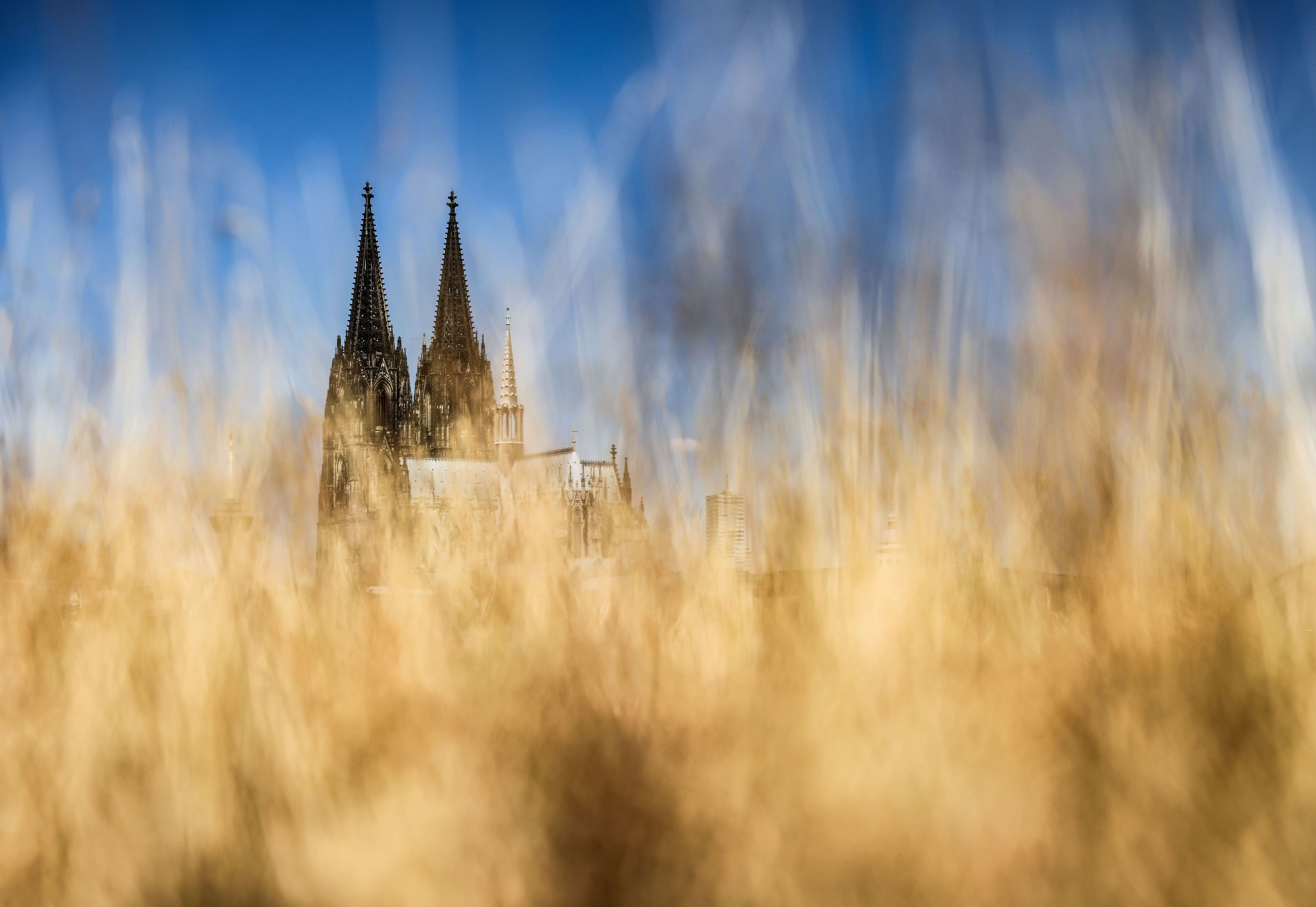 Der Kölner Dom versteckt hinter Gräsern am Rheinufer.