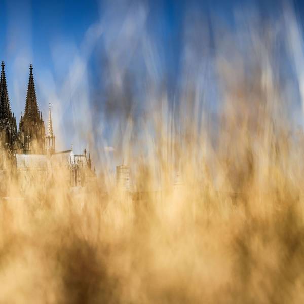 Der Kölner Dom versteckt hinter Gräsern am Rheinufer.
