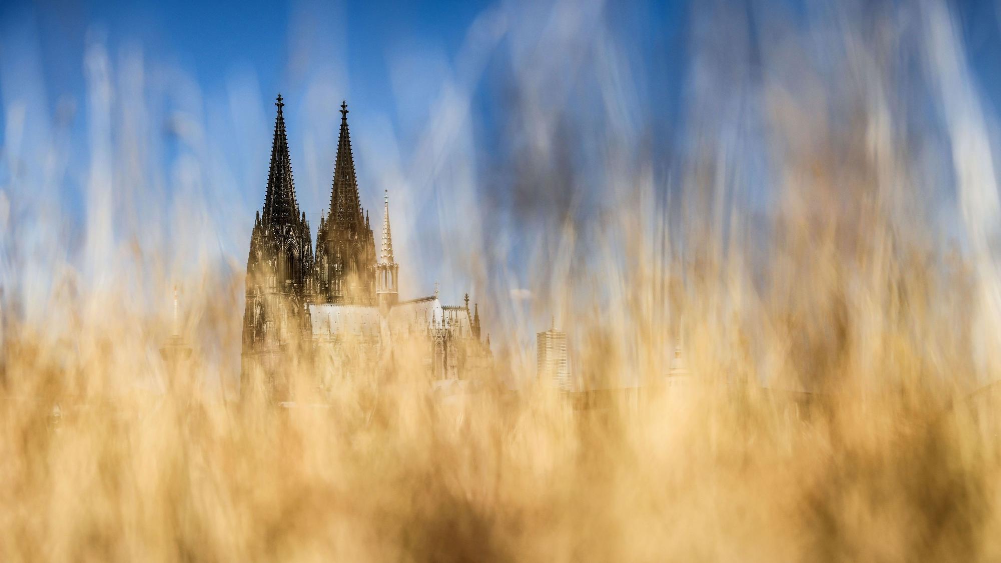 Beige gefärbte Gräser aufgrund von Trockenheit sind am Rheinufer vor dem Kölner Dom zu sehen. (Archivbild)