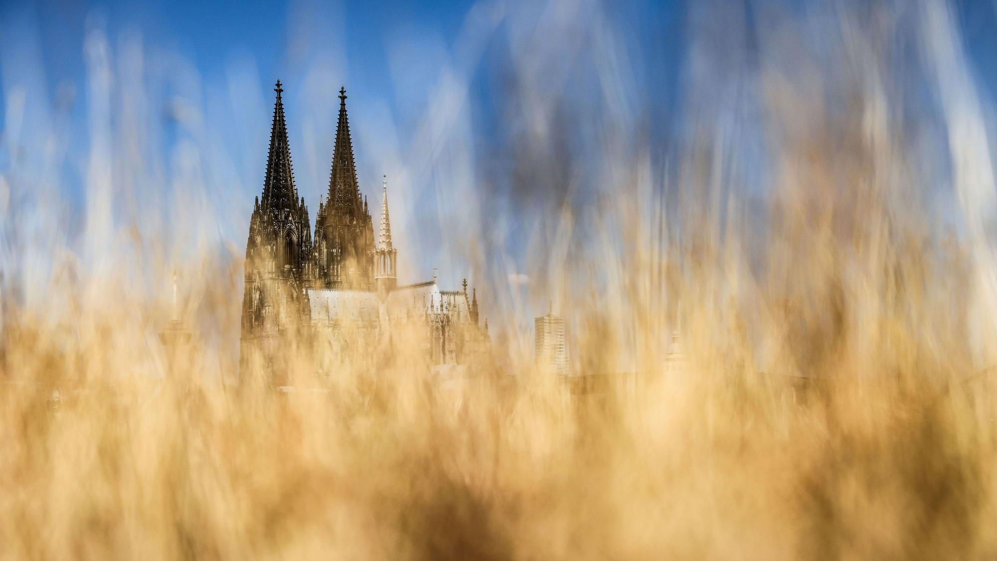 Der Kölner Dom versteckt hinter Gräsern am Rheinufer.