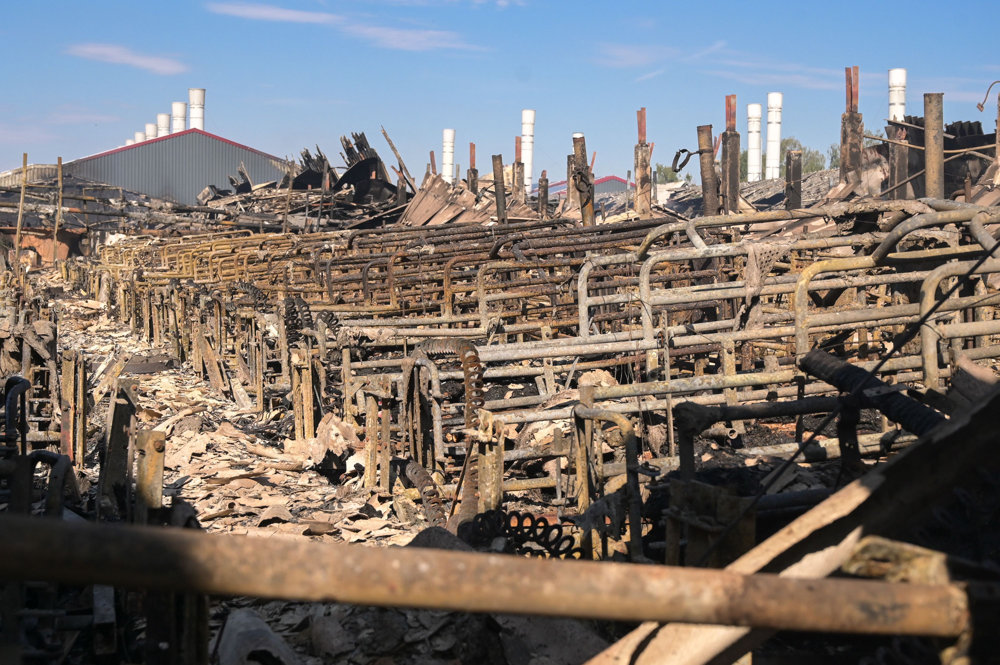Bei einem Feuer in einer Schweinemastanlage im Coswiger Ortsteil Düben (Landkreis Wittenberg) sind rund 20.000 Schweine ums Leben gekommen.