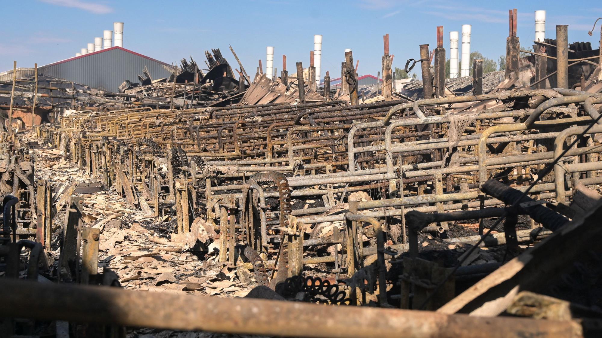 Bei einem Feuer in einer Schweinemastanlage im Coswiger Ortsteil Düben (Landkreis Wittenberg) sind rund 20.000 Schweine ums Leben gekommen.