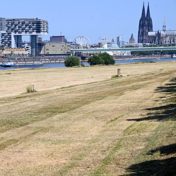 Trockenes Gras auf den Poller Wiesen.