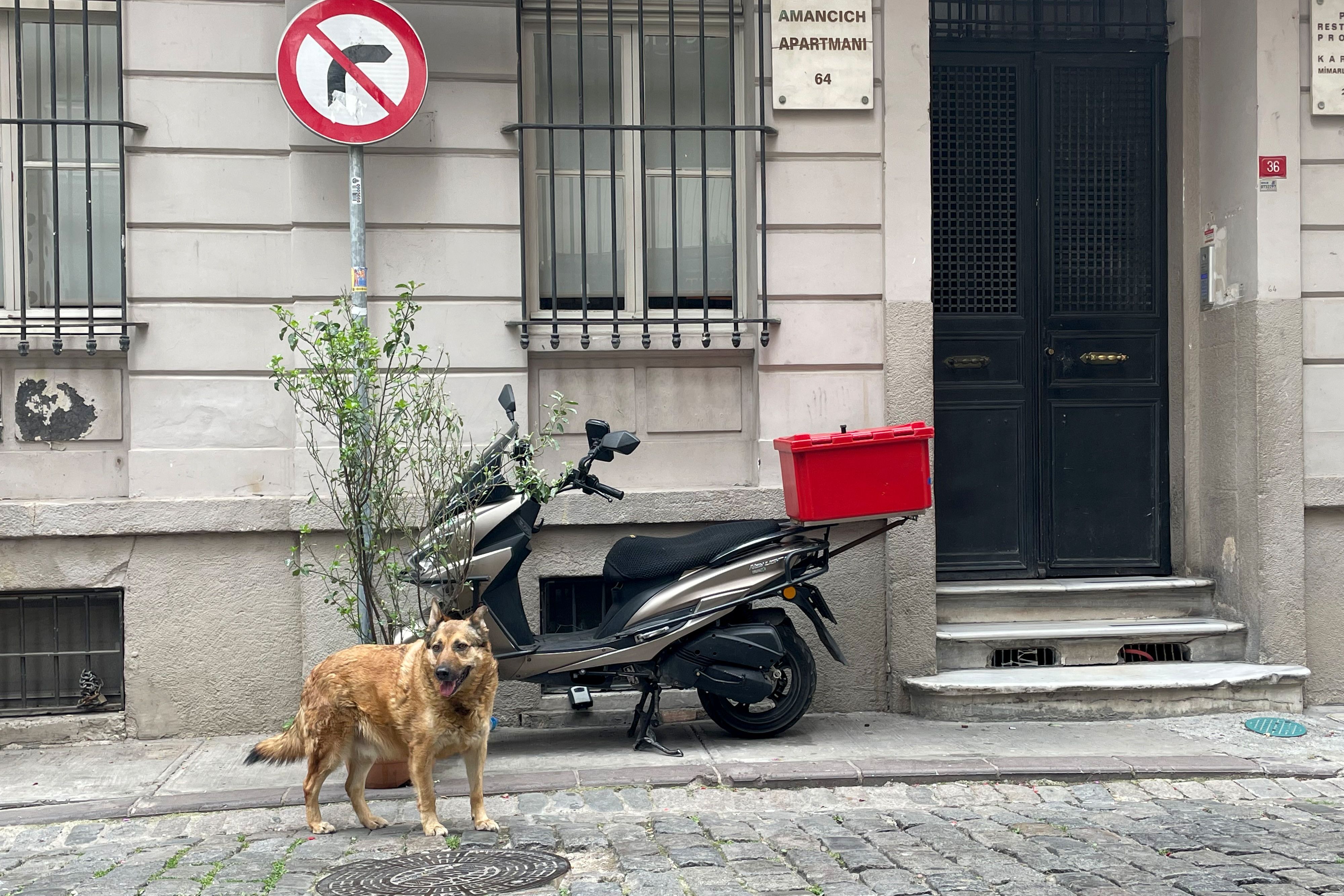 Das Bild zeigt einen Hund vor einem Haus, an dem eni Motorroller steht.