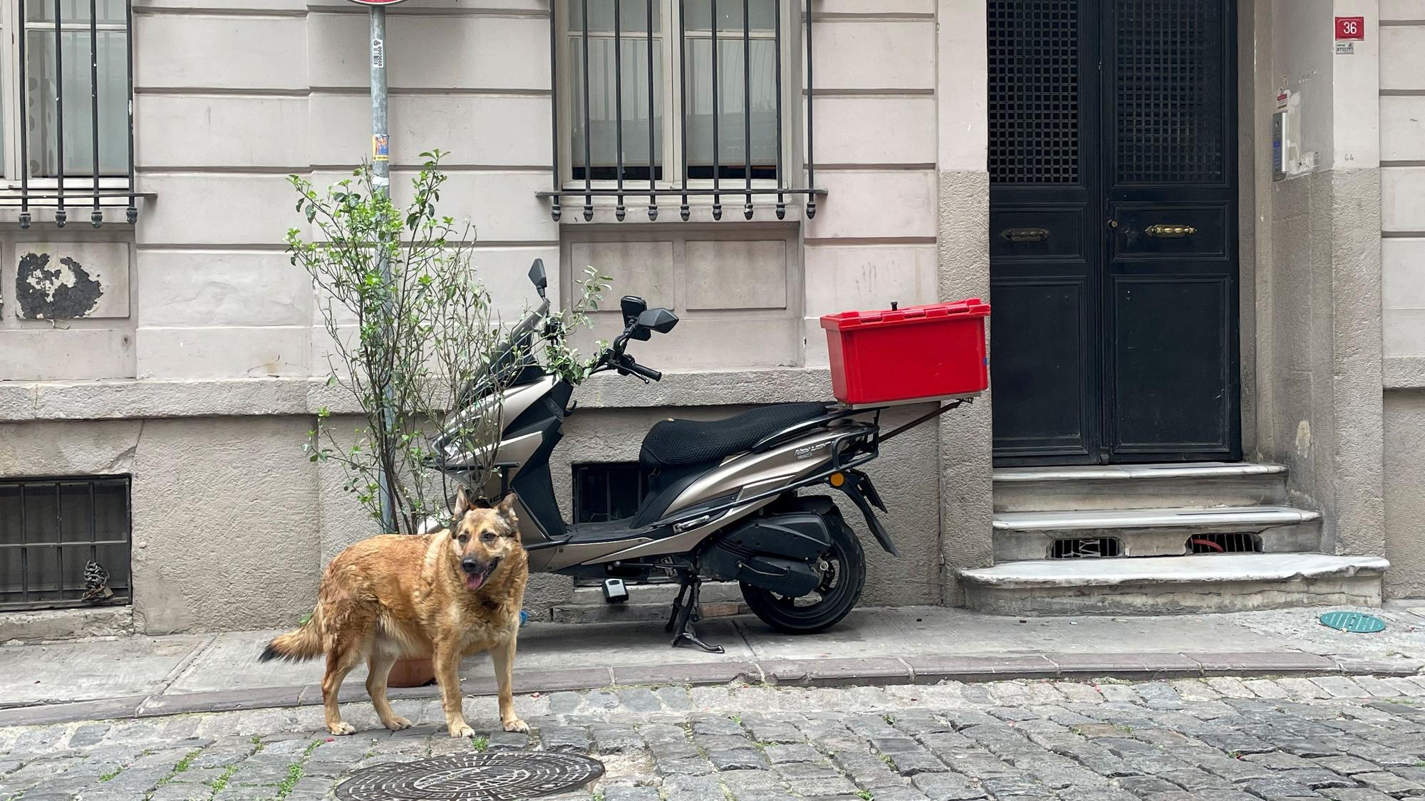 Das Bild zeigt einen Hund vor einem Haus, an dem eni Motorroller steht.