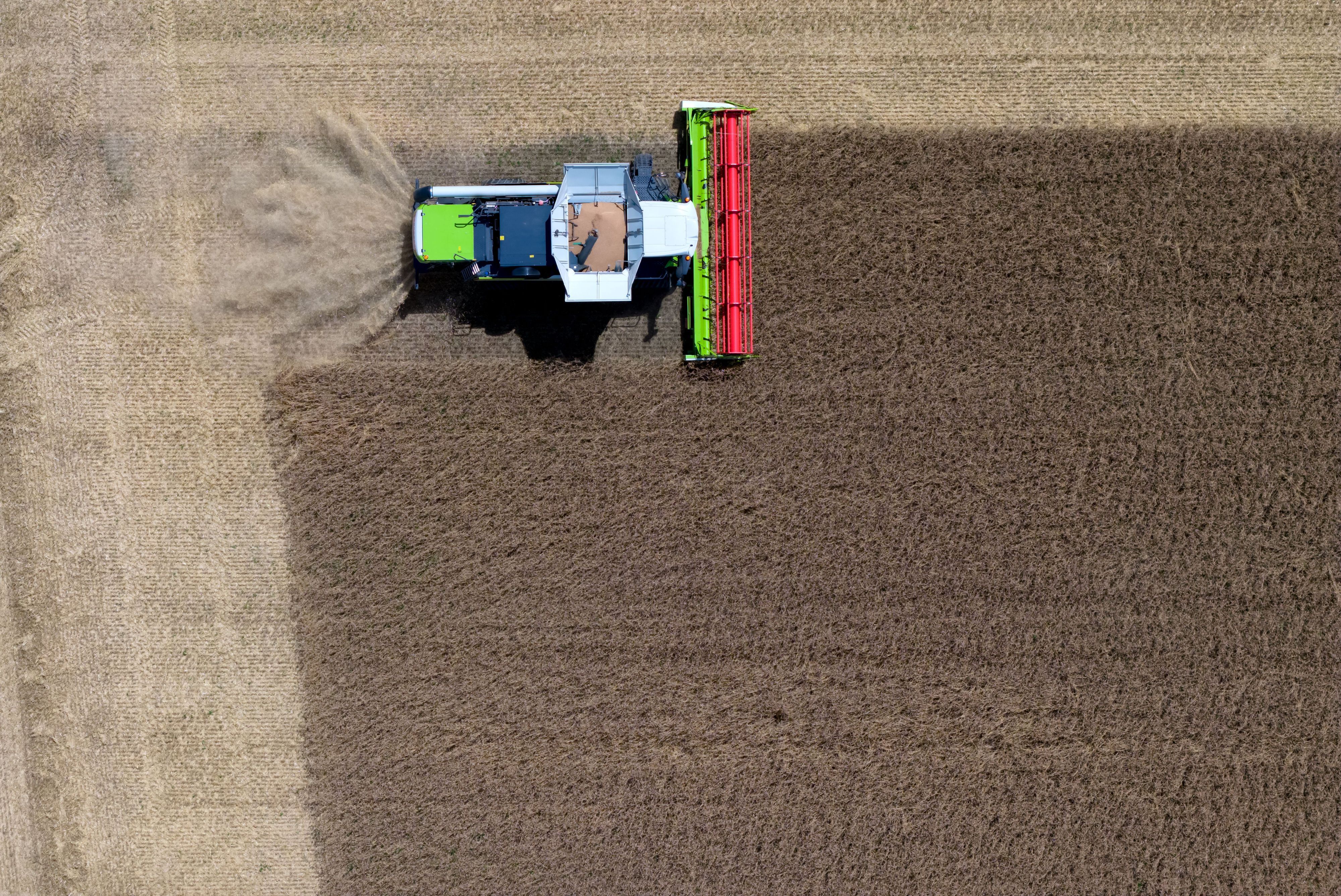 Ein Mähdrescher von Claas bei der Ernte auf einem Weizenfeld.
