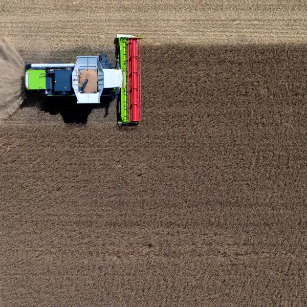 Ein Mähdrescher von Claas bei der Ernte auf einem Weizenfeld.