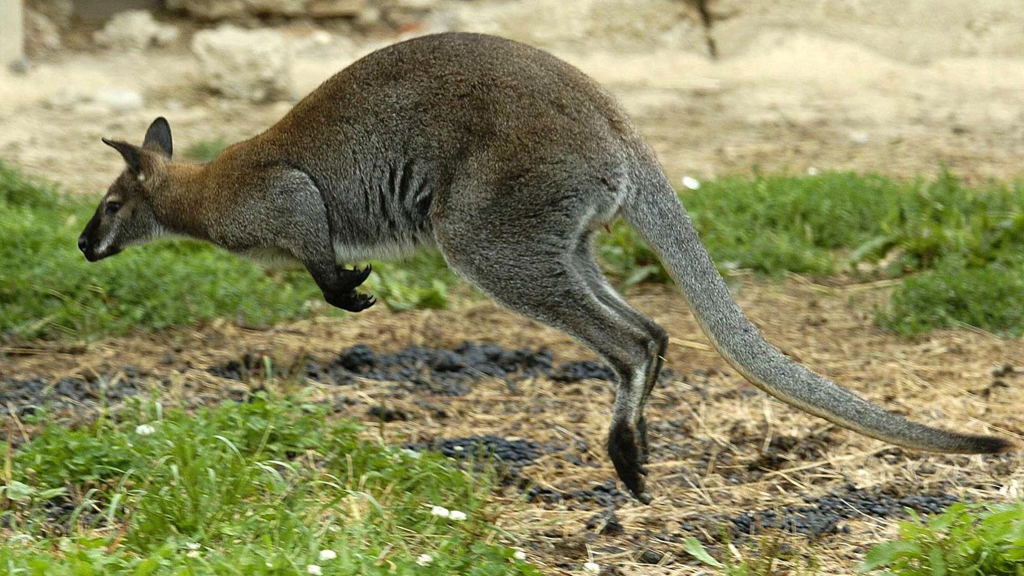 Ein Känguru hüpft durch sein Gehege. (Archivbild)