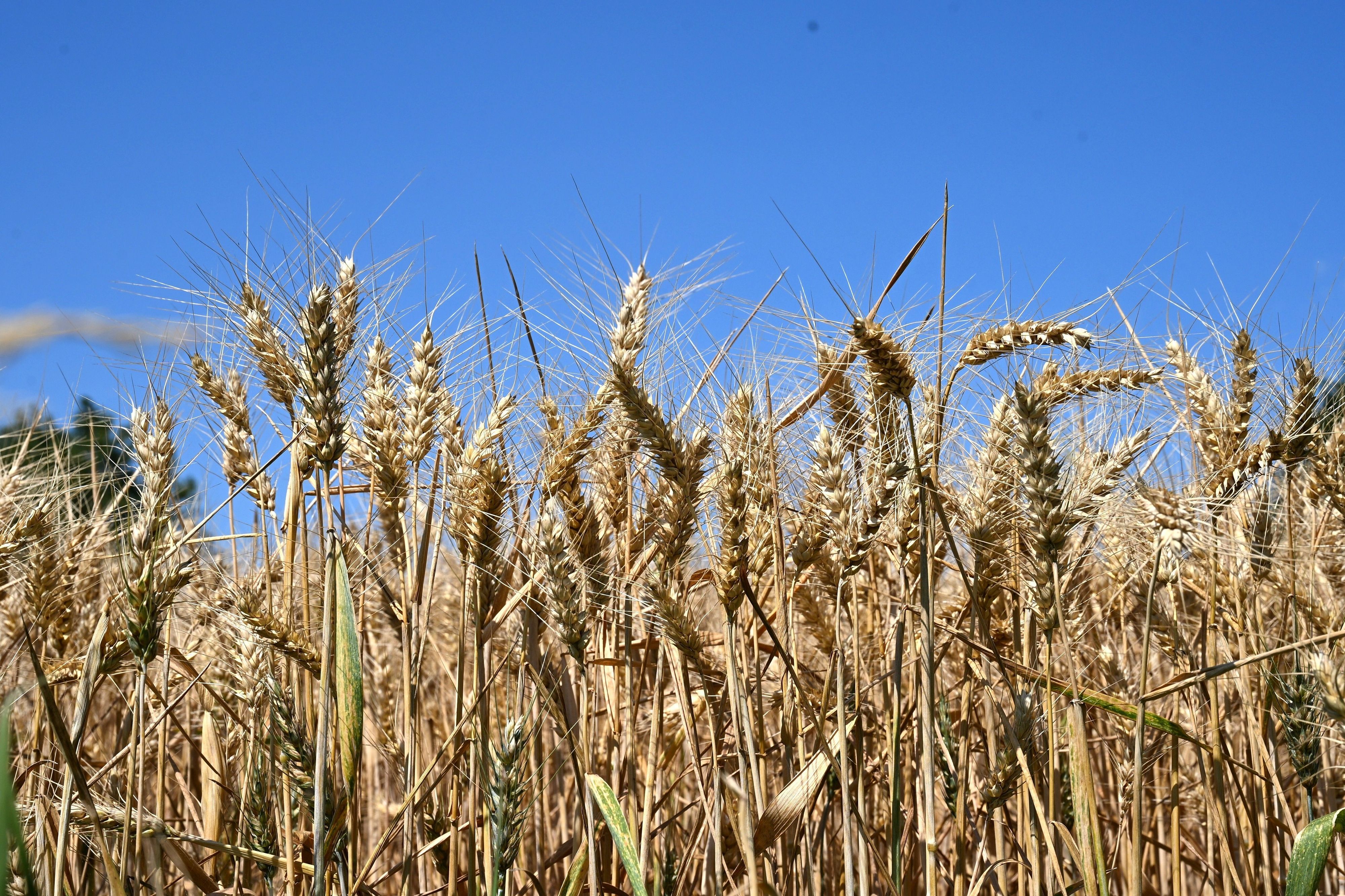 Weizenähren wiegen im Wind. Wegen der Trockenheit rechnen Nordrhein-Westfalens Landwirte mit Ernteeinbußen.