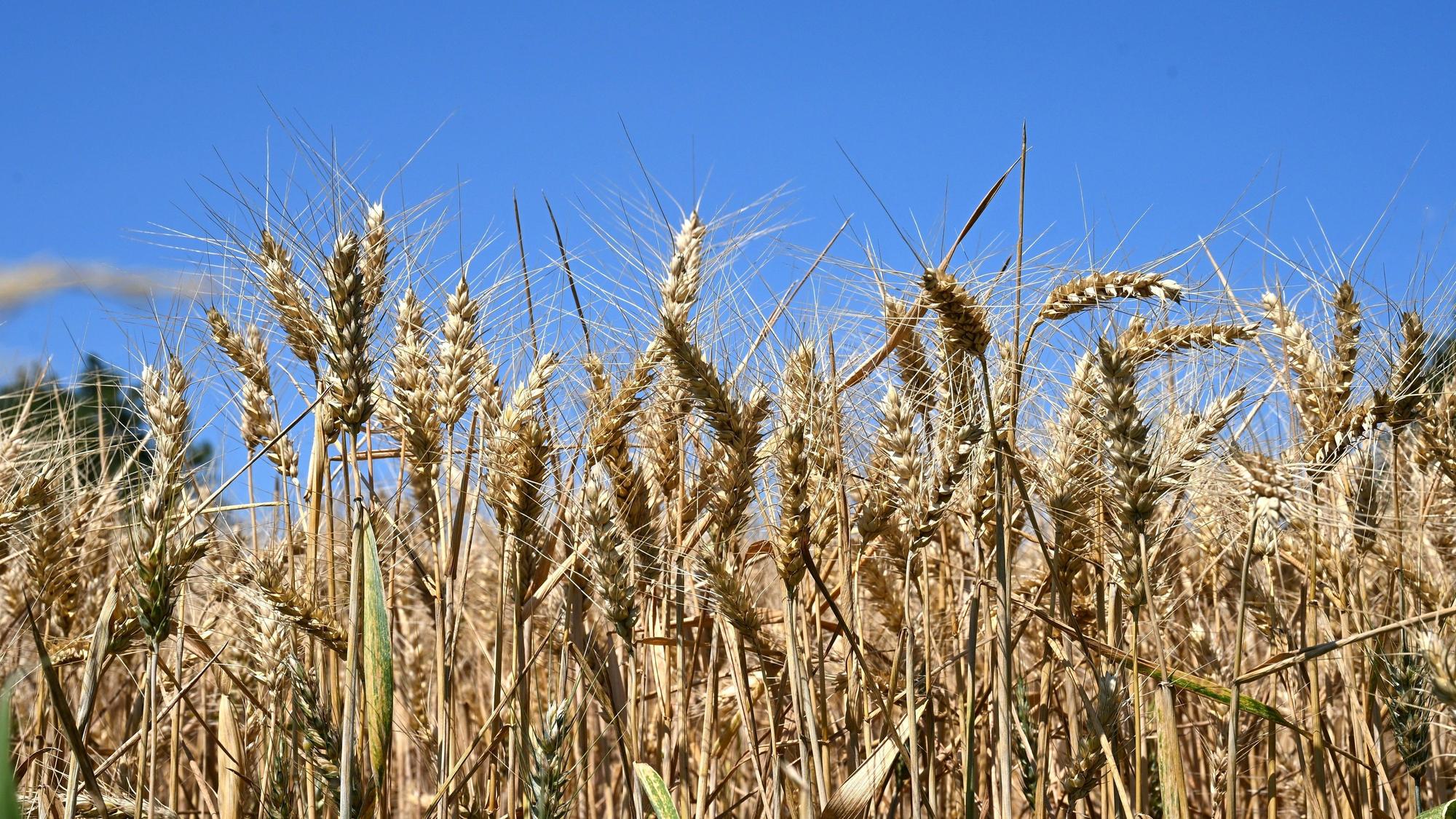 Weizenähren wiegen im Wind. Wegen der Trockenheit rechnen Nordrhein-Westfalens Landwirte mit Ernteeinbußen.