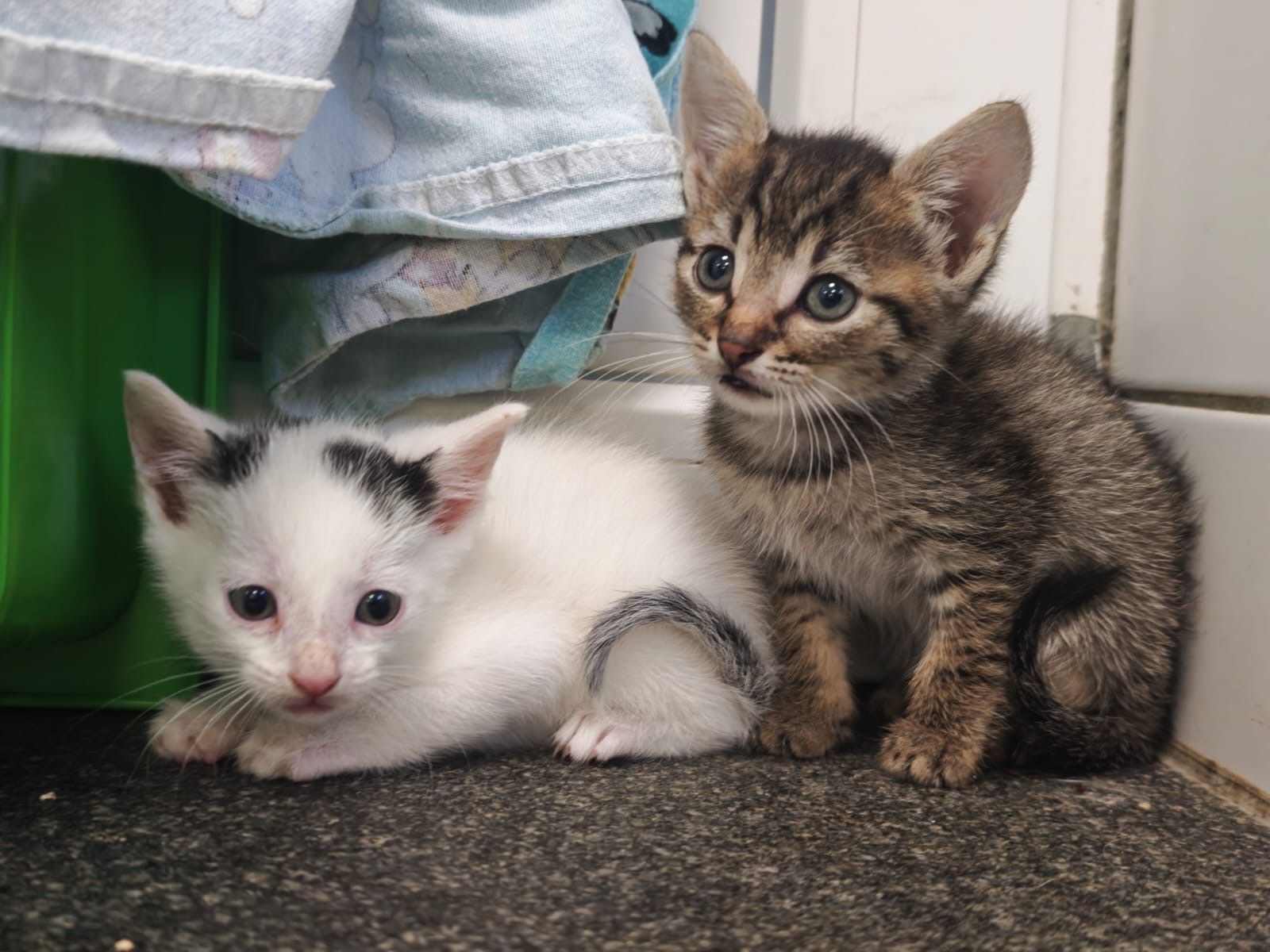 Das Tierheim Koppelweide hat verwilderte Katzen aufgenommen.