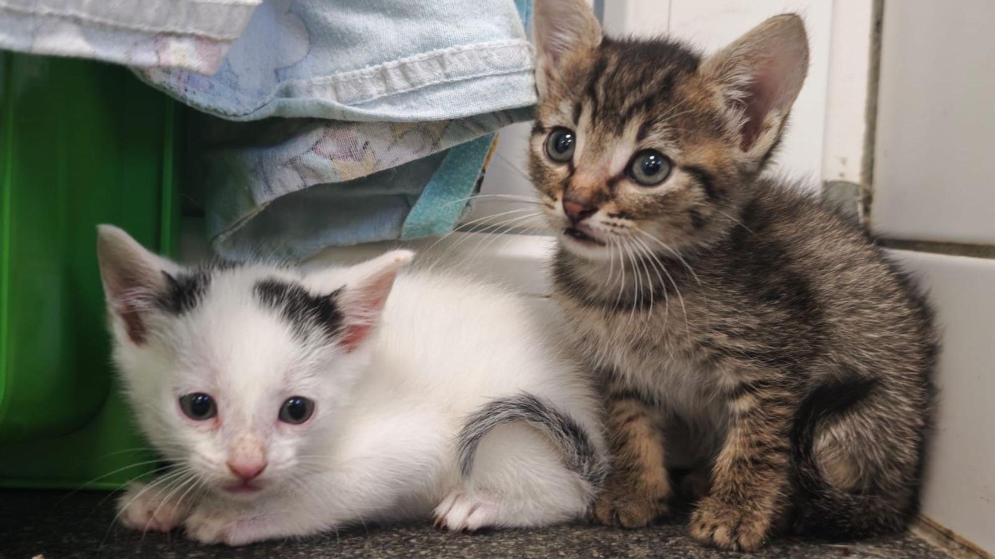 Das Tierheim Koppelweide hat verwilderte Katzen aufgenommen.