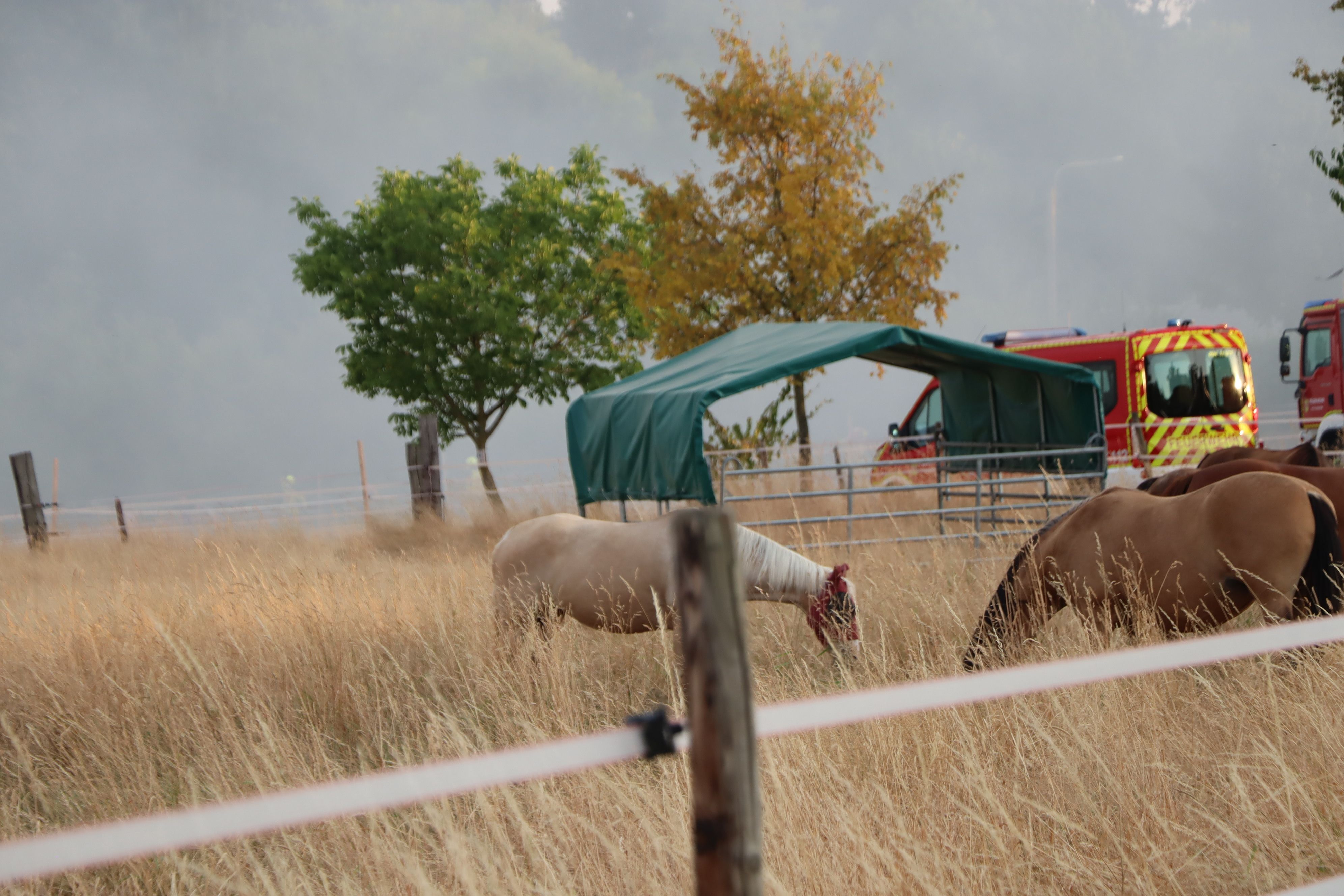 Die Pferde auf der Weide neben der Brandstätte zeigten sich wenig beeindruckt. Sie grasten in aller Ruhe weiter.