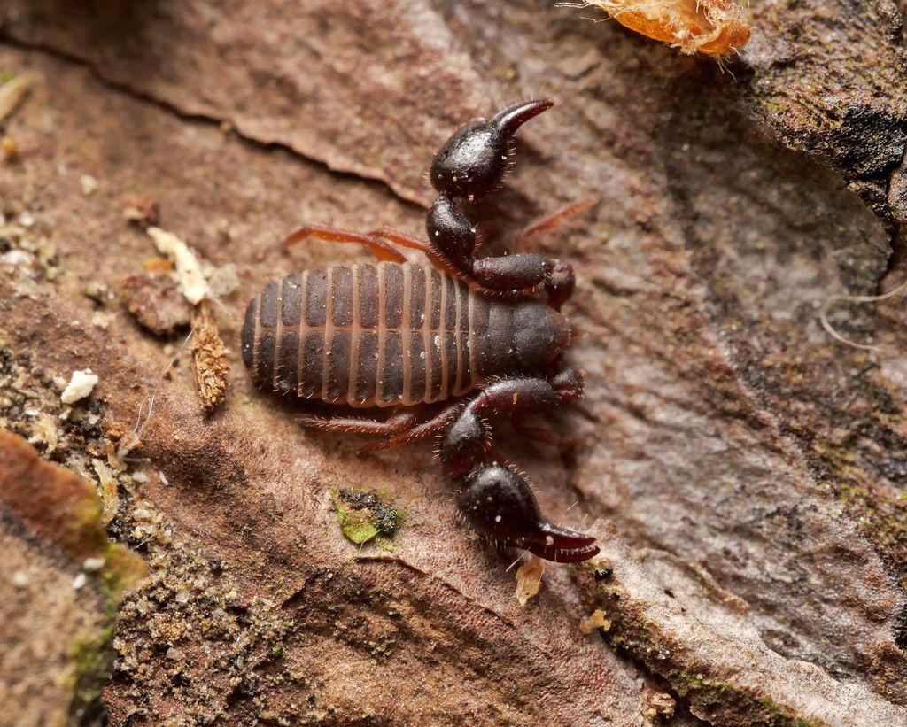 Das Tier hat Zangen wie ein Skorpion, aber einen runden Hinterleib.
