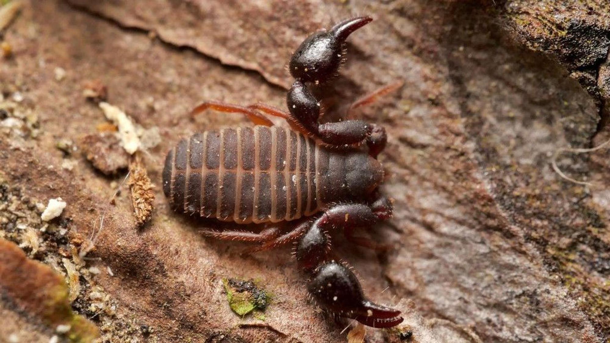 Das Tier hat Zangen wie ein Skorpion, aber einen runden Hinterleib.