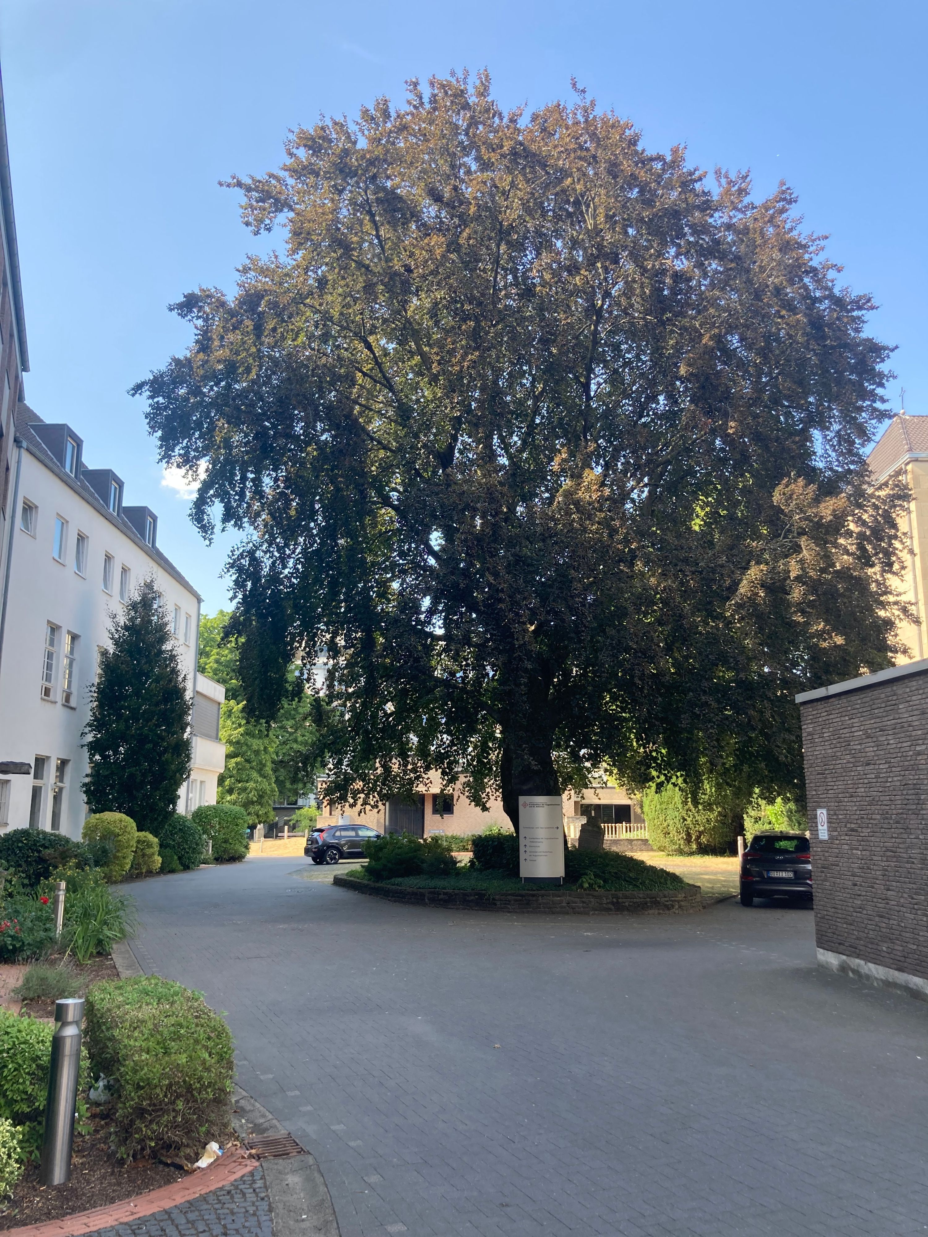 Ein einzelner großer Baum steht in der Mitte eines Gebäude-Ensembles auf einer eigenen kleinen Grünfläche.