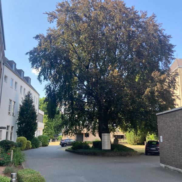 Ein einzelner großer Baum steht in der Mitte eines Gebäude-Ensembles auf einer eigenen kleinen Grünfläche.
