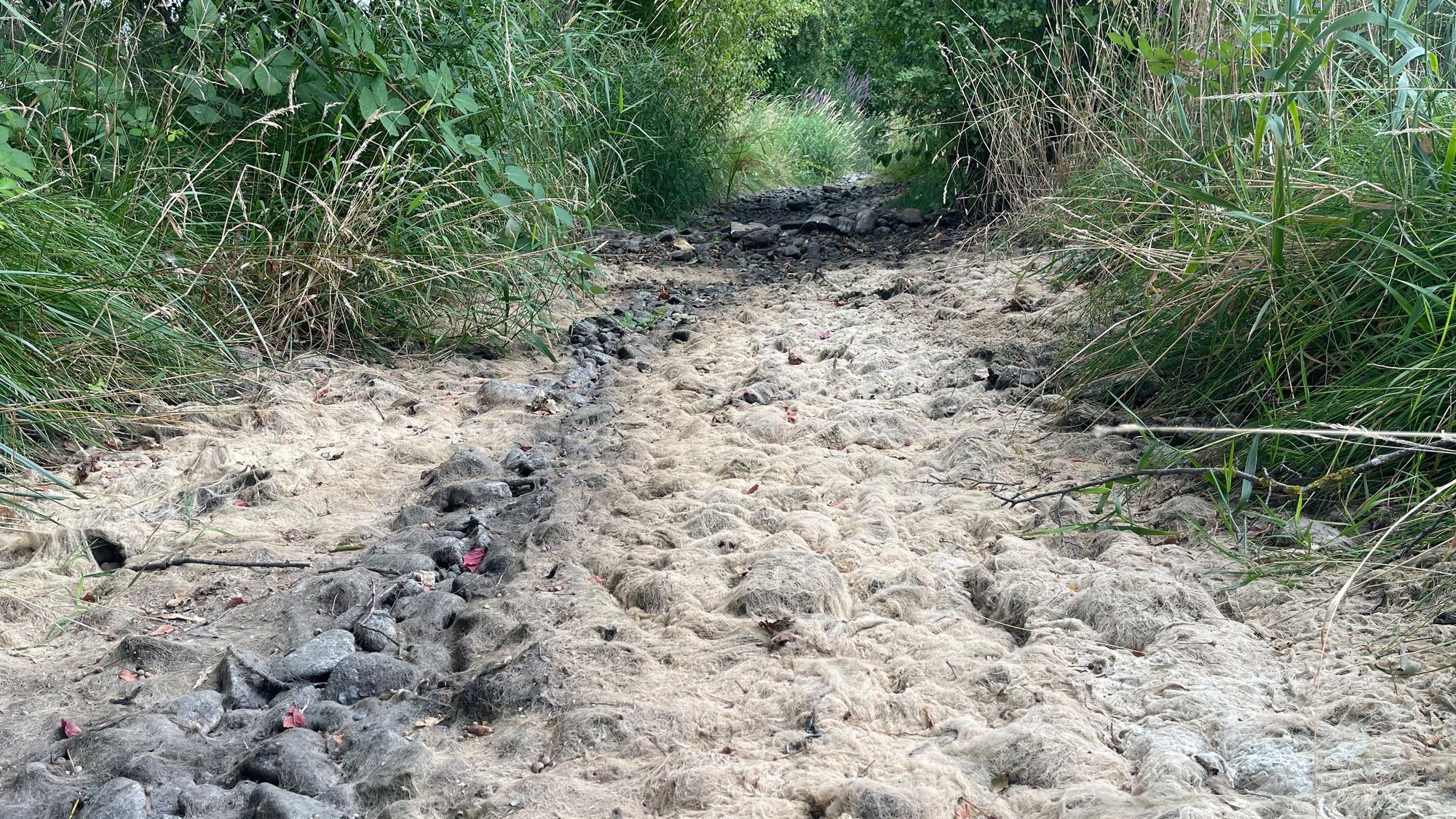 Zu sehen ist ein ausgetrockneter Bachlauf.