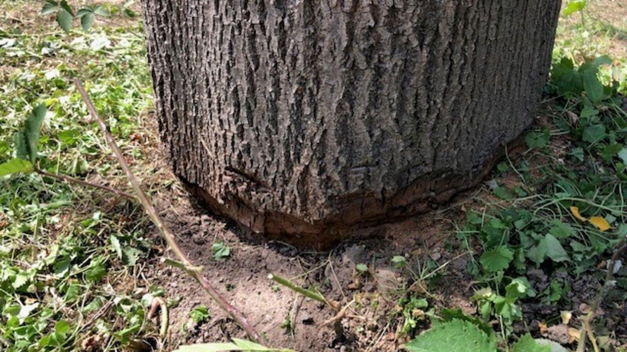 Am Pescher See wurde dieser Baum am Stammfuß rundherum angesägt.