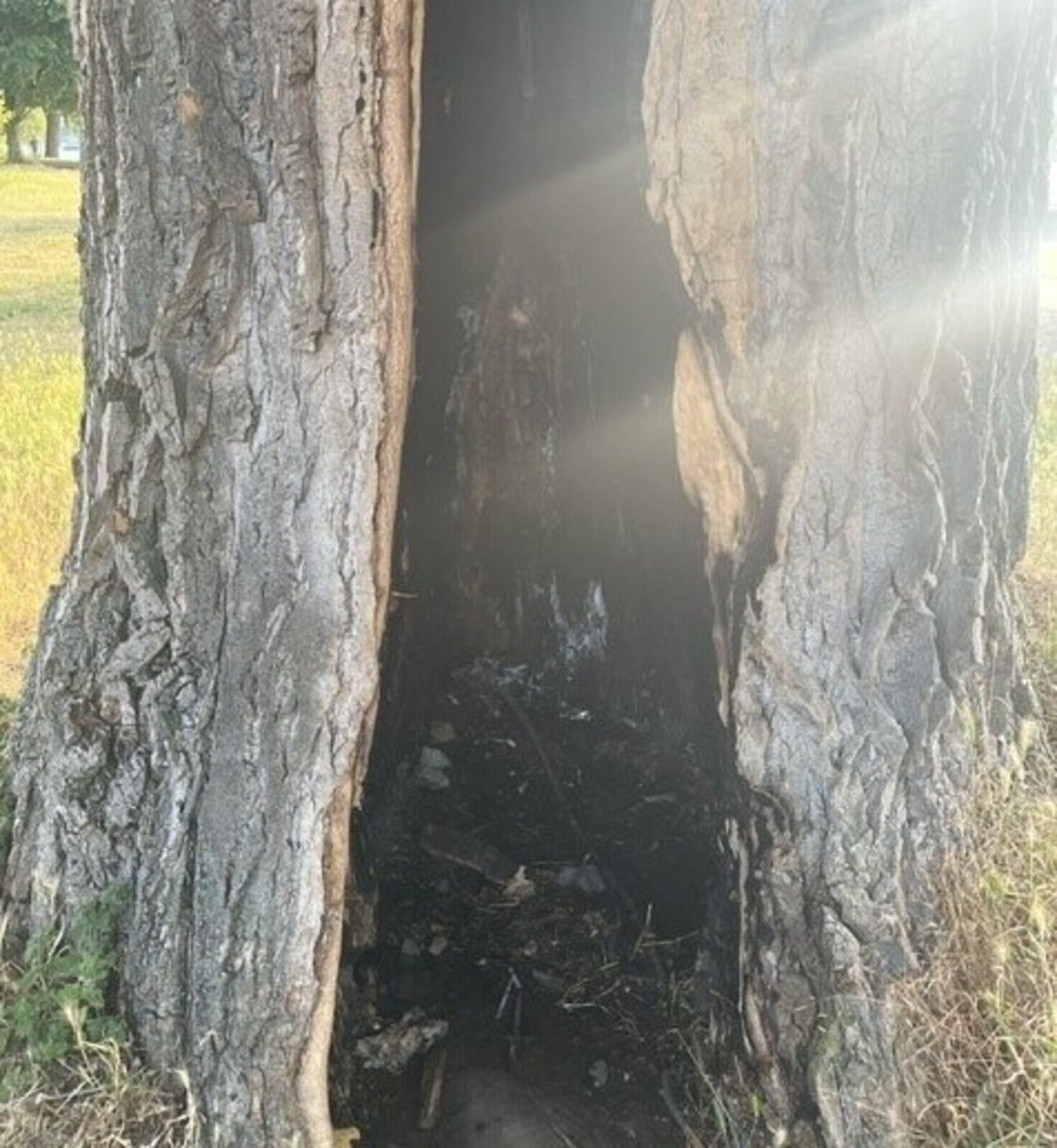 Im Rheinpark haben Unbekannte versucht, eine rund 75 Jahre alte kanadische Holz-Pappel anzuzünden.